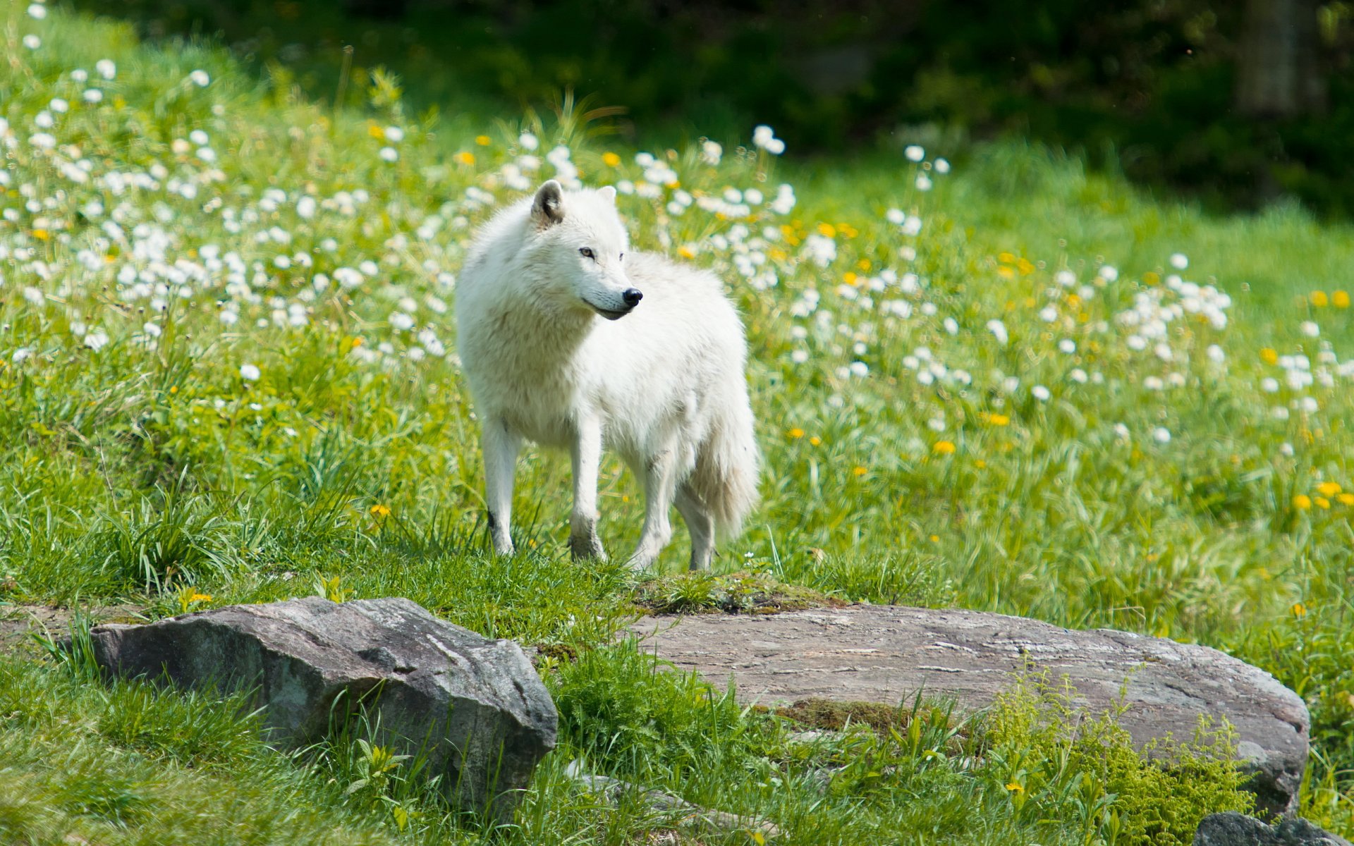 loup nature fond