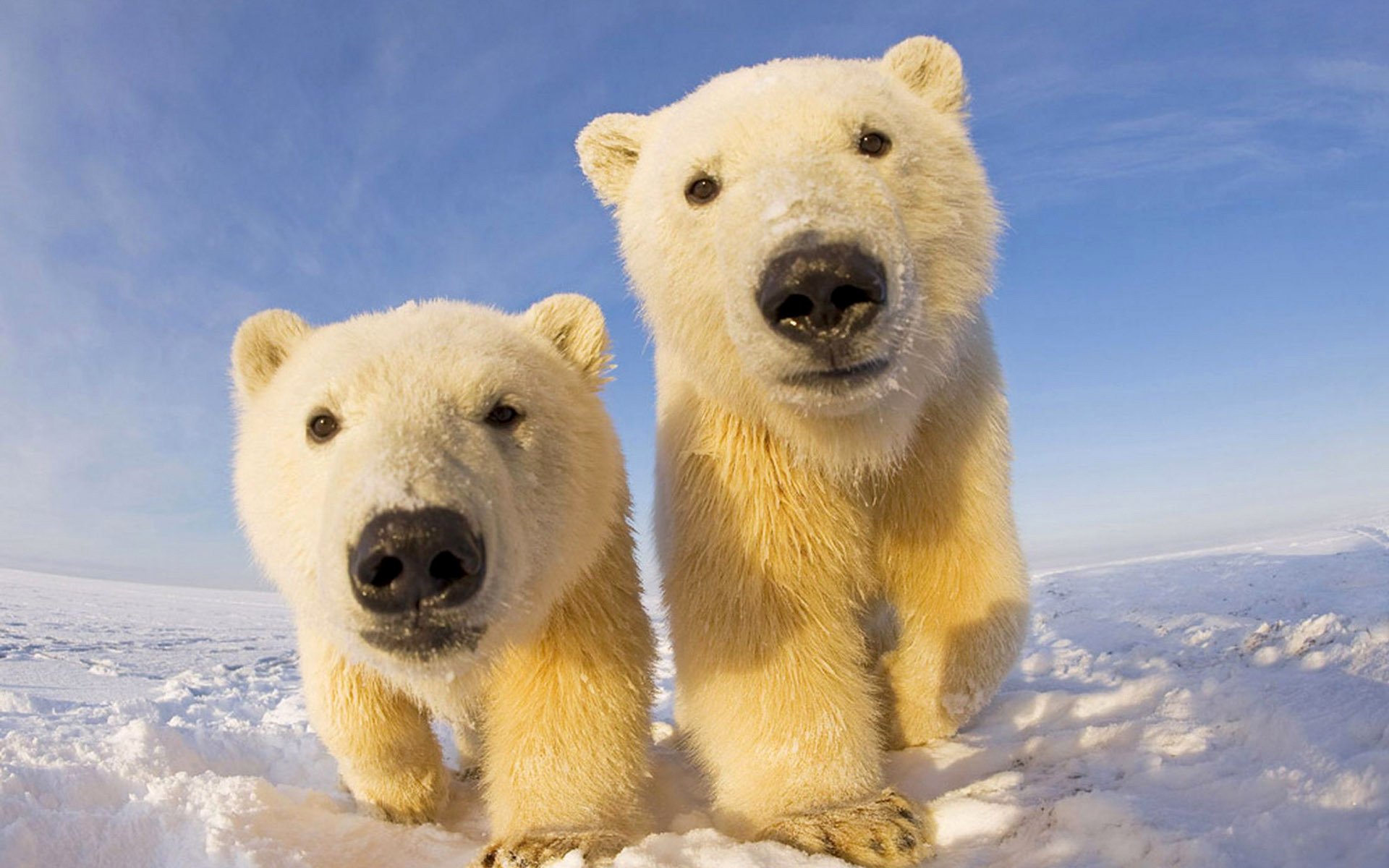 cuccioli nord cielo neve orso polare