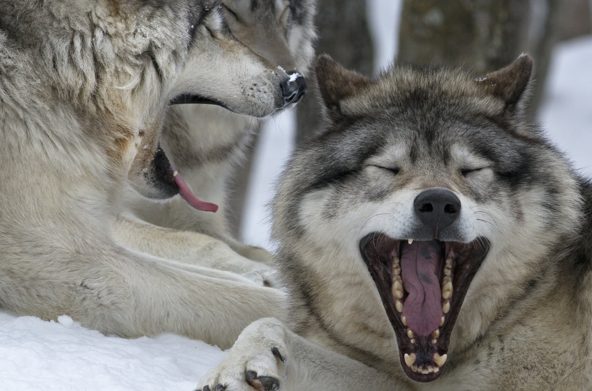 canada quebec canadian wolves yawning