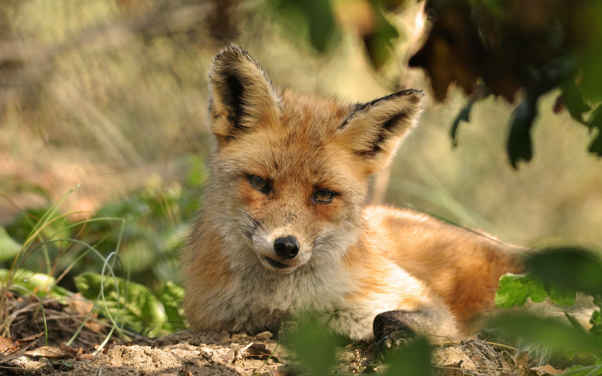 zorro naturaleza verano