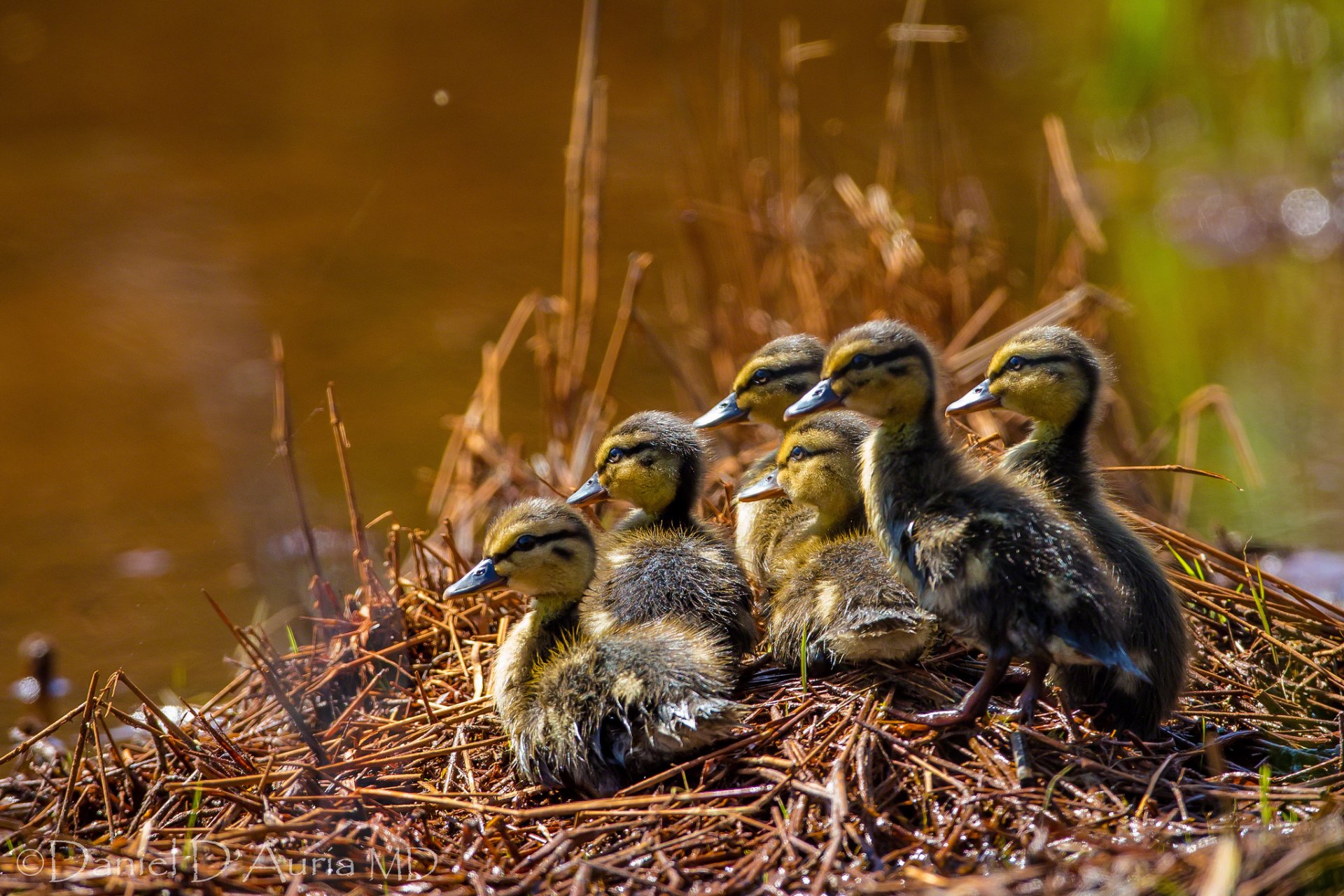 ducks chicks brood