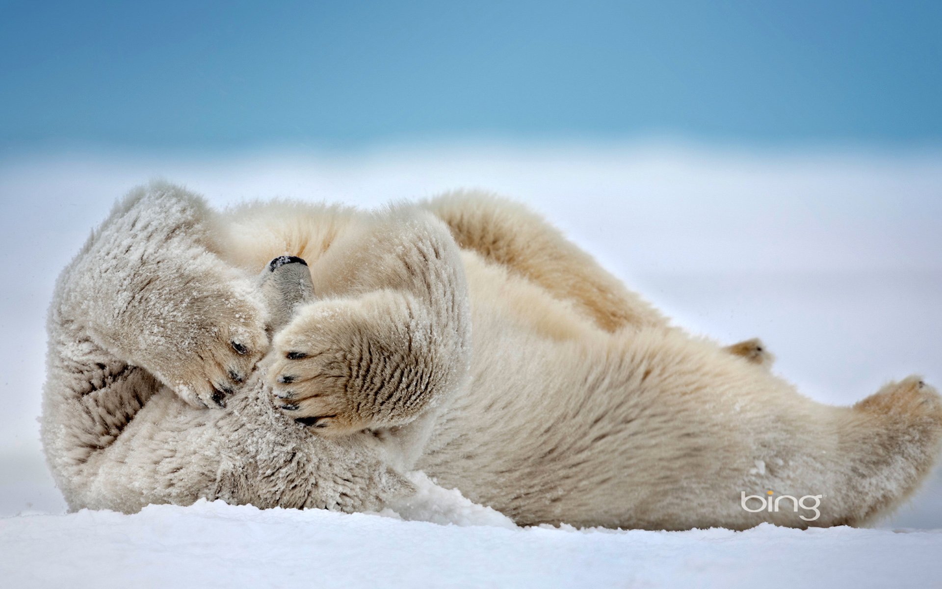 ours polaire mer de beaufort cape barrow alaska états-unis neige