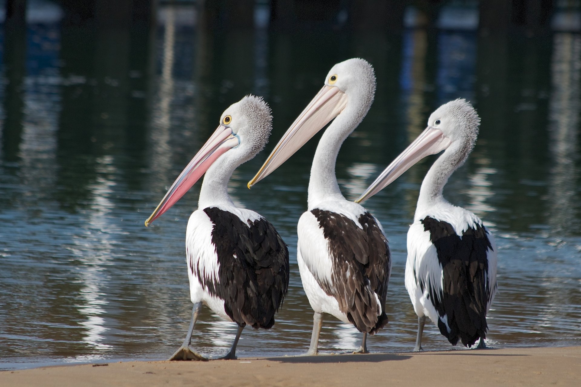 pellicani uccelli trinità trio acqua