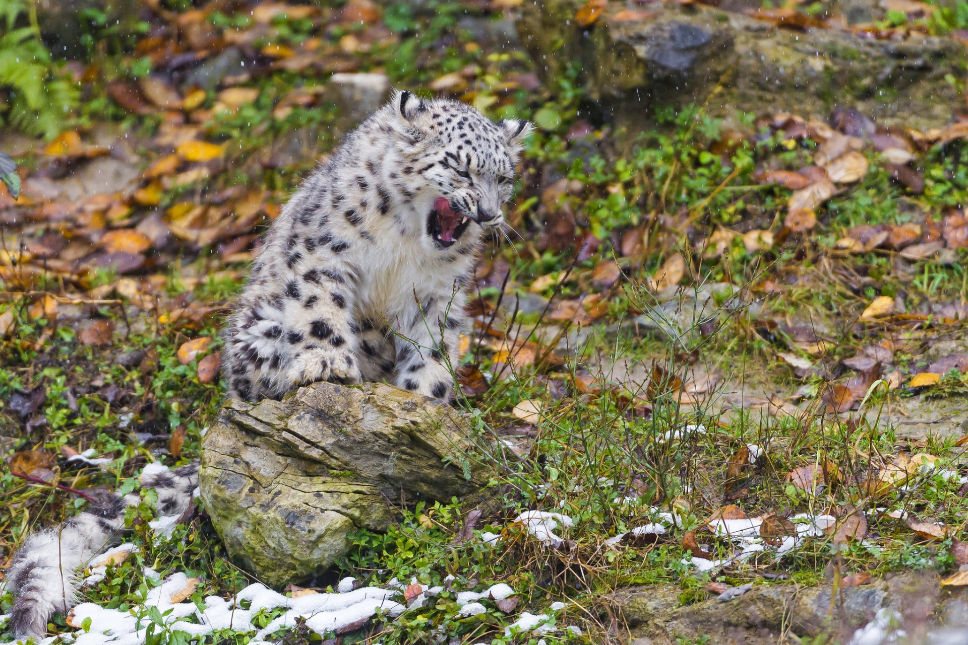 léopard des neiges irbis chaton neige chat pierre feuilles automne