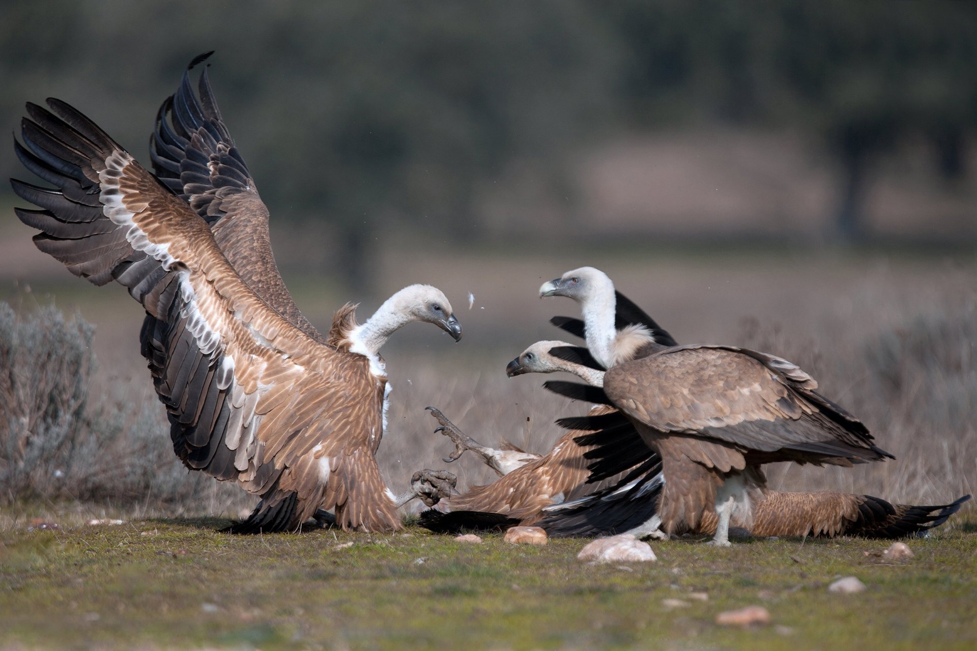 aves buitres plumas