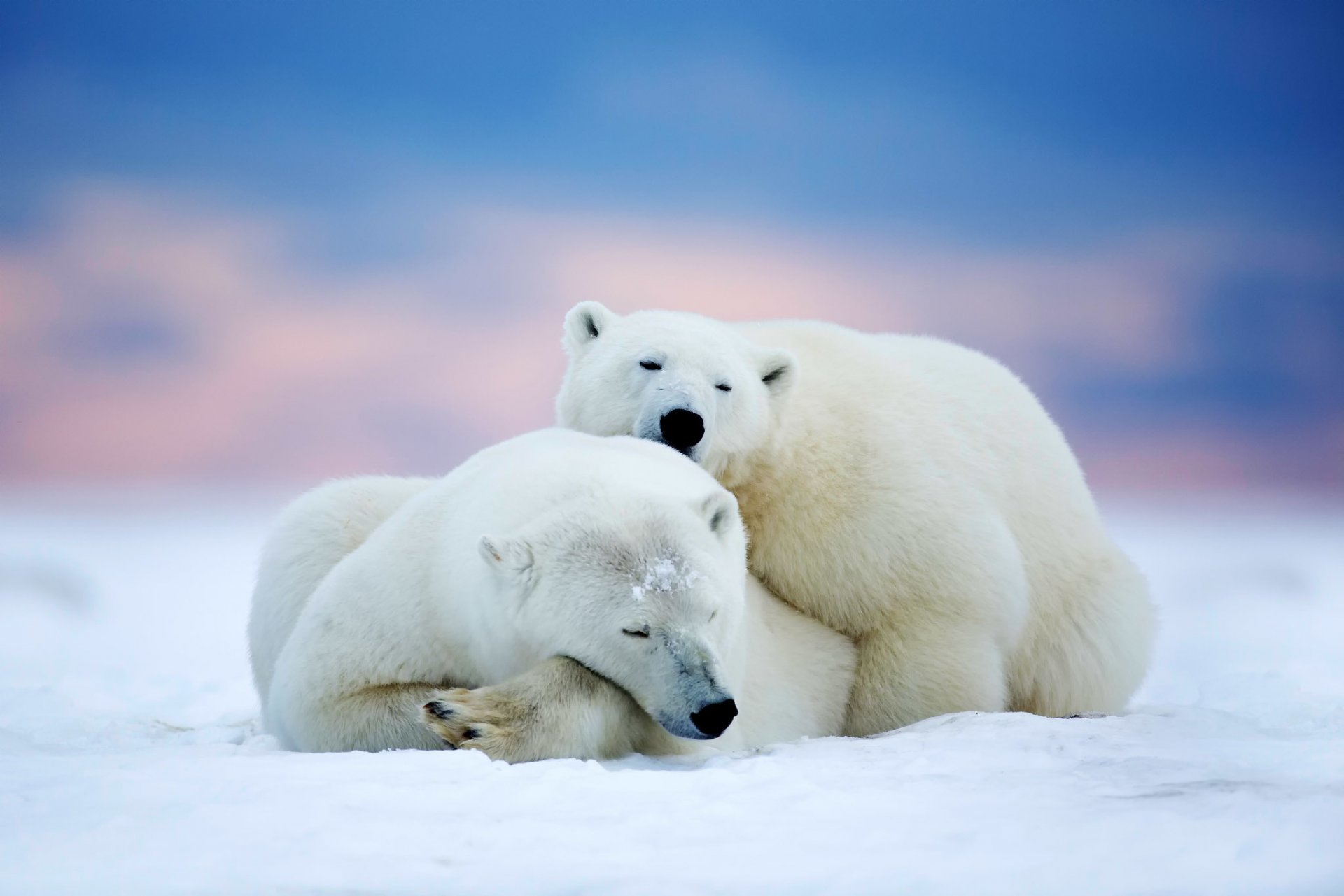 ours polaires ours en peluche prédateurs deux dormir arctique alaska neige ciel