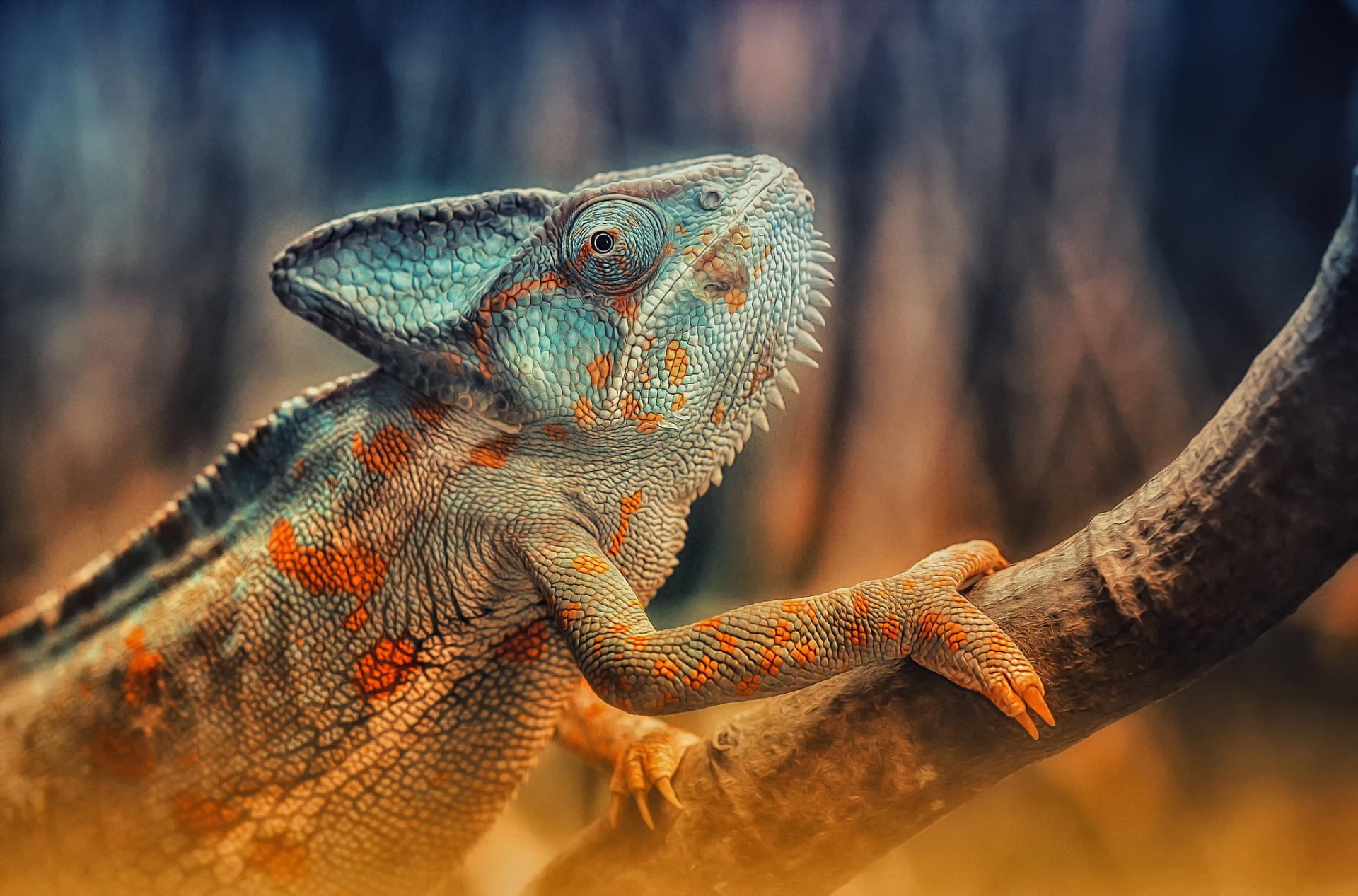 reptiles chameleon reptile lizard branch color