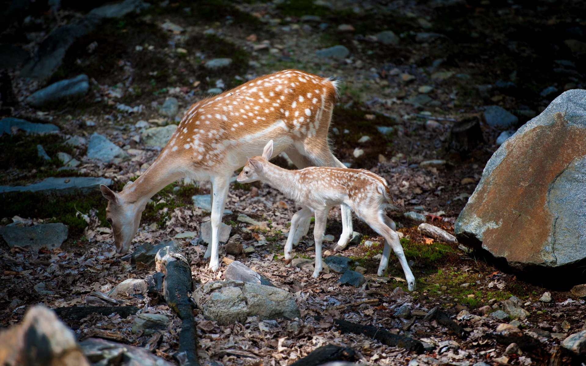 bambi с мамой косули природа