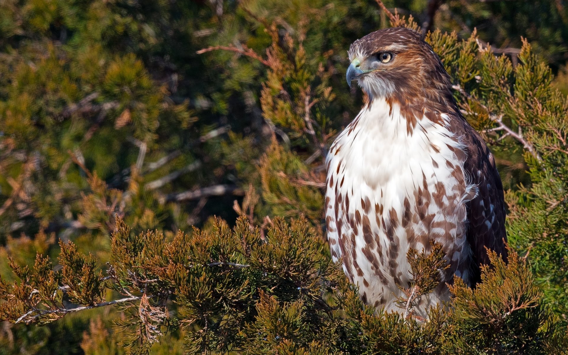 sarich dalla coda rossa falco uccello ramo