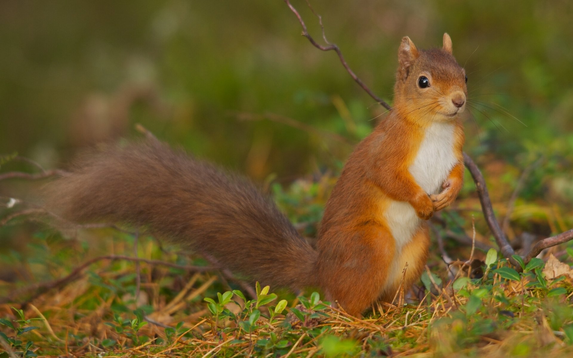 eichhörnchen rotschopf zweig