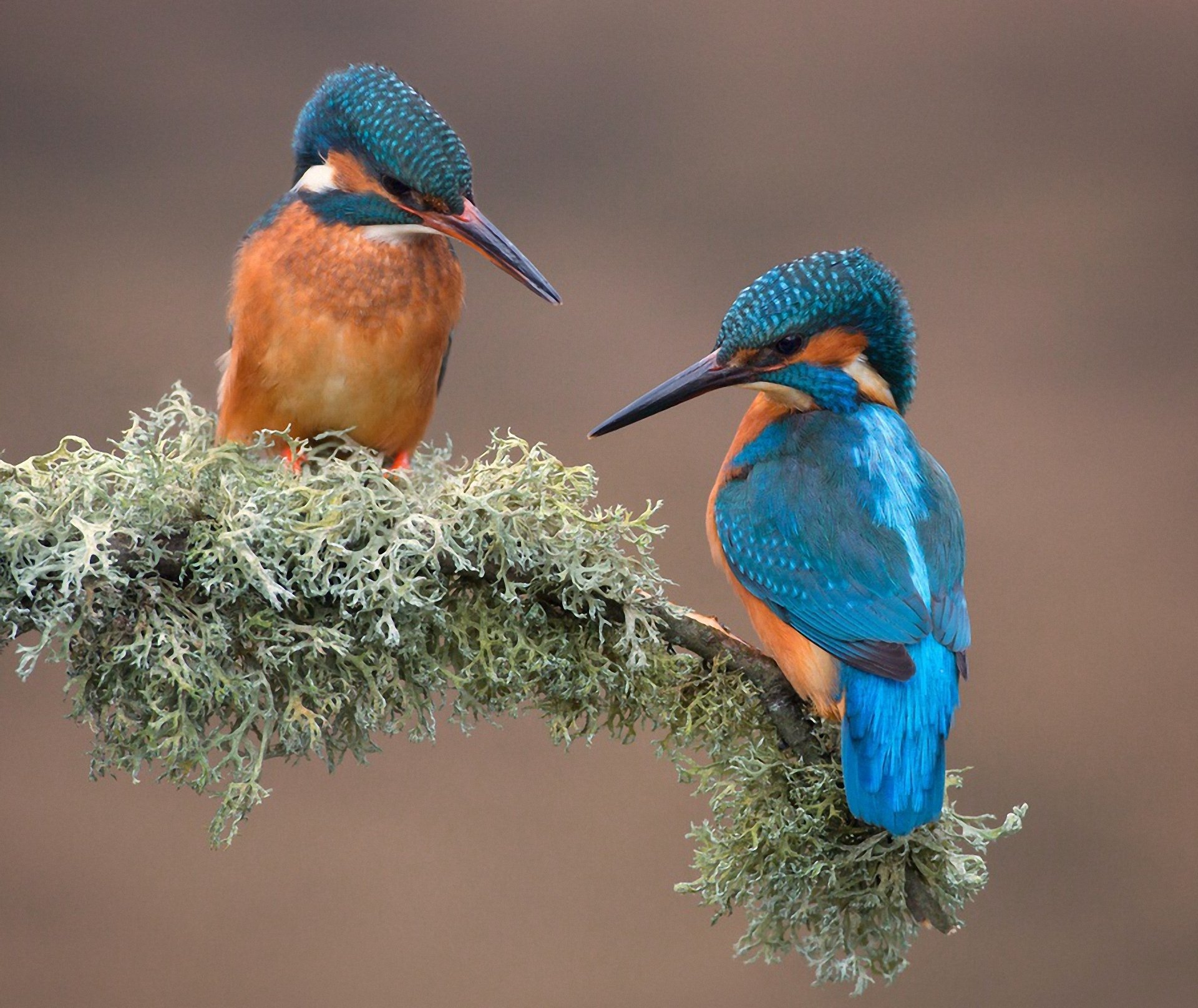 oiseaux martin-pêcheur nature branche mousse