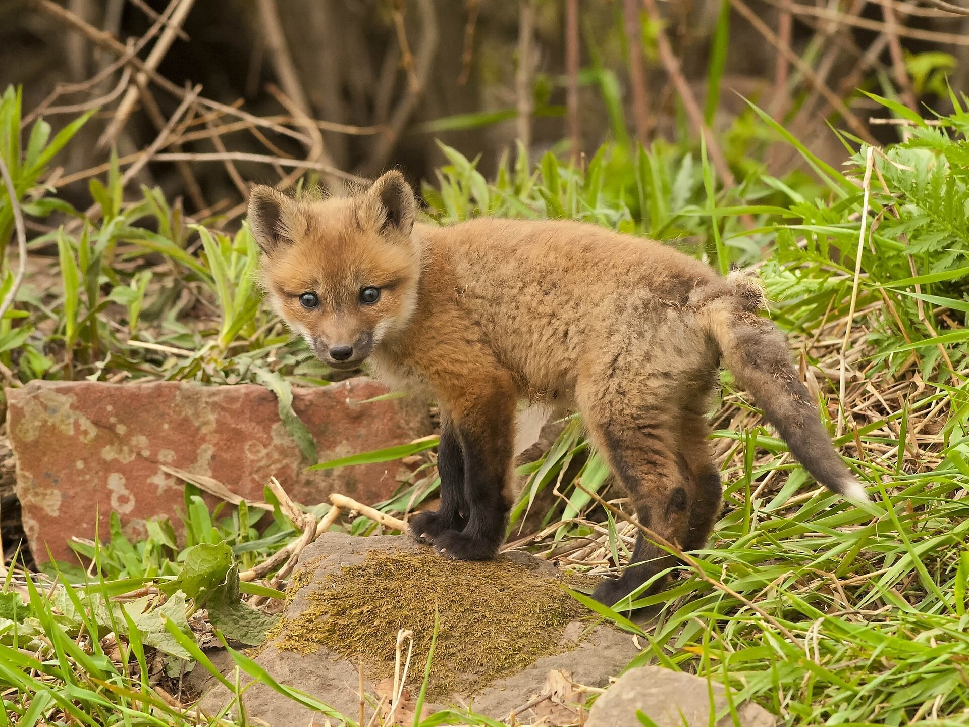 fuchs baby steine gras