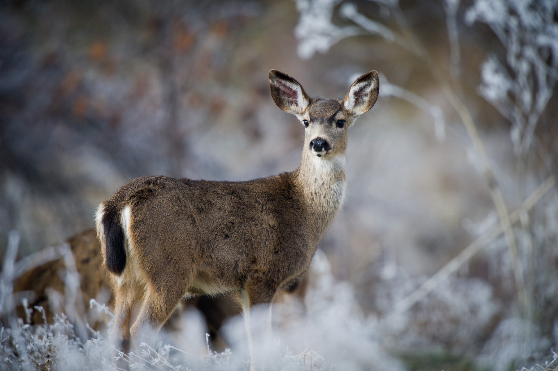 nature reindeer mule