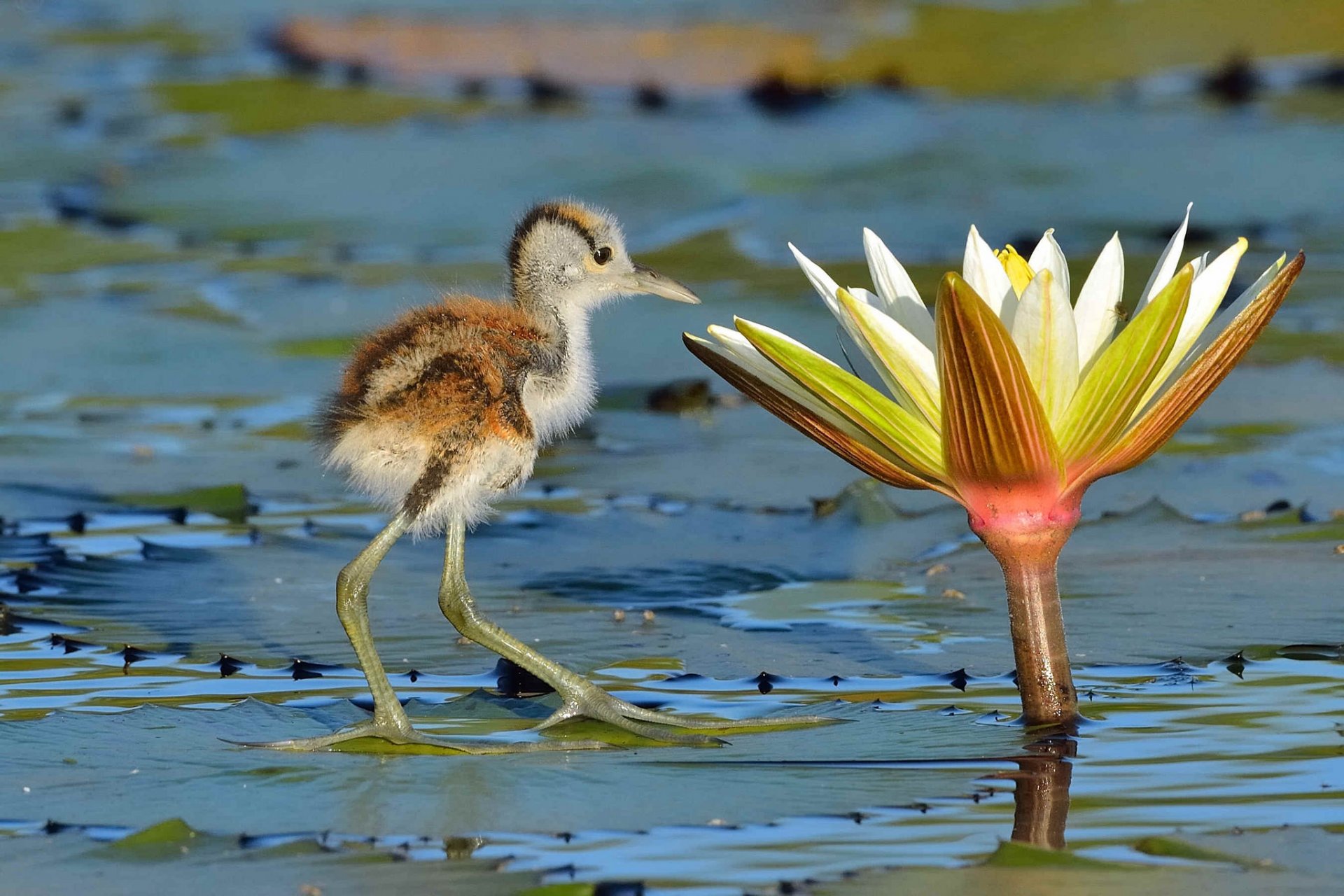 stagno loto fiore foglie uccello yakana africano pulcino curiosità