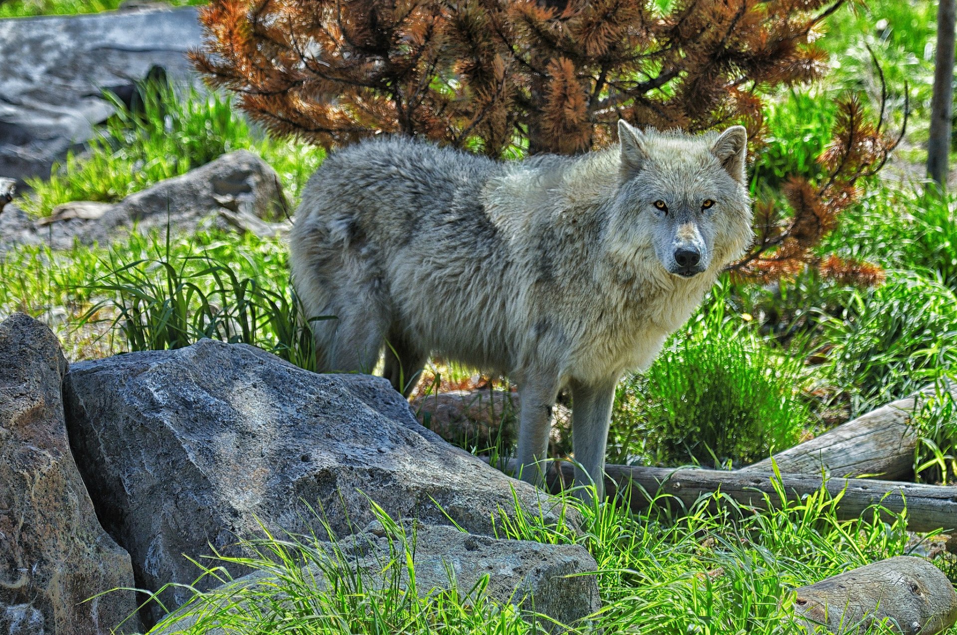 wolf predator stone