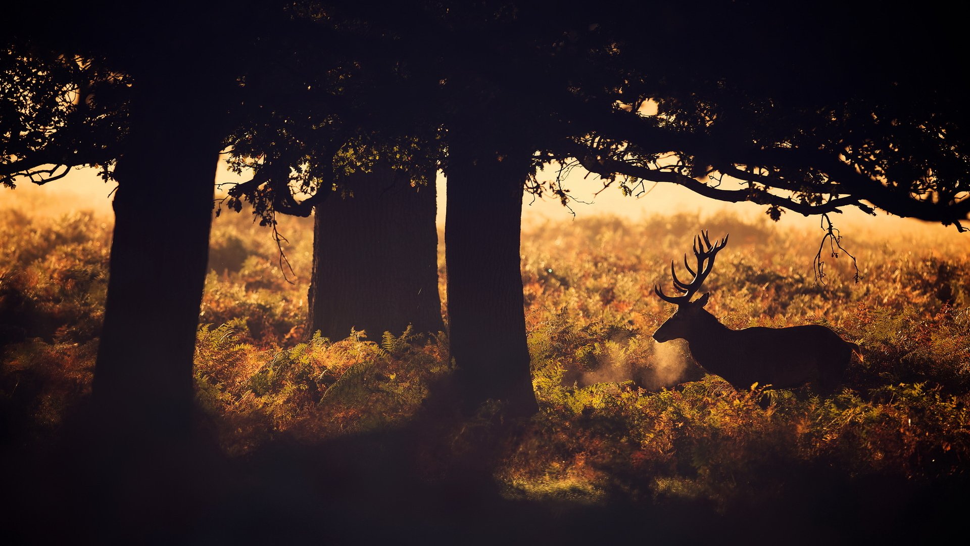 cervo natura animale alberi forza