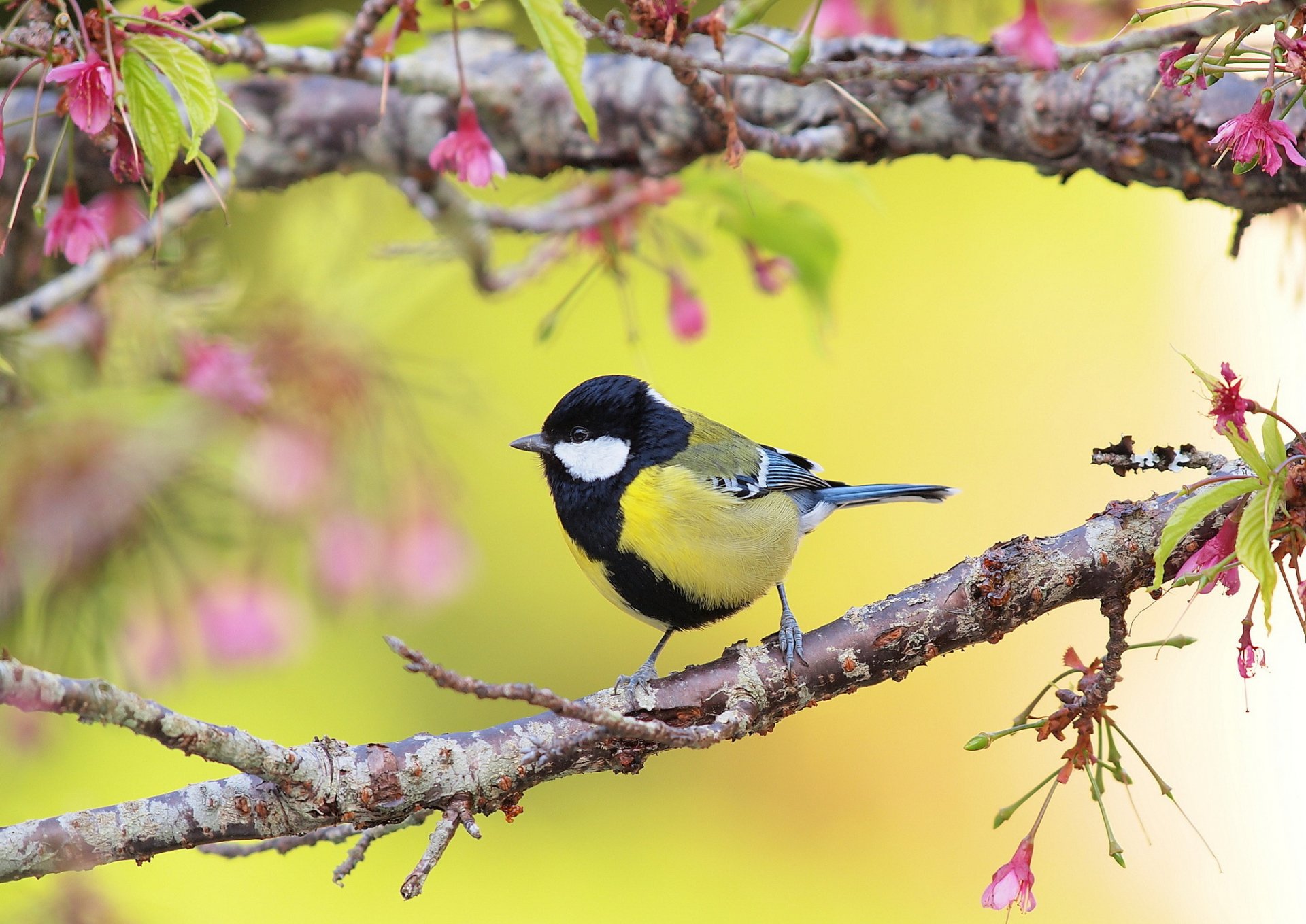 branch flower leaves bird tit