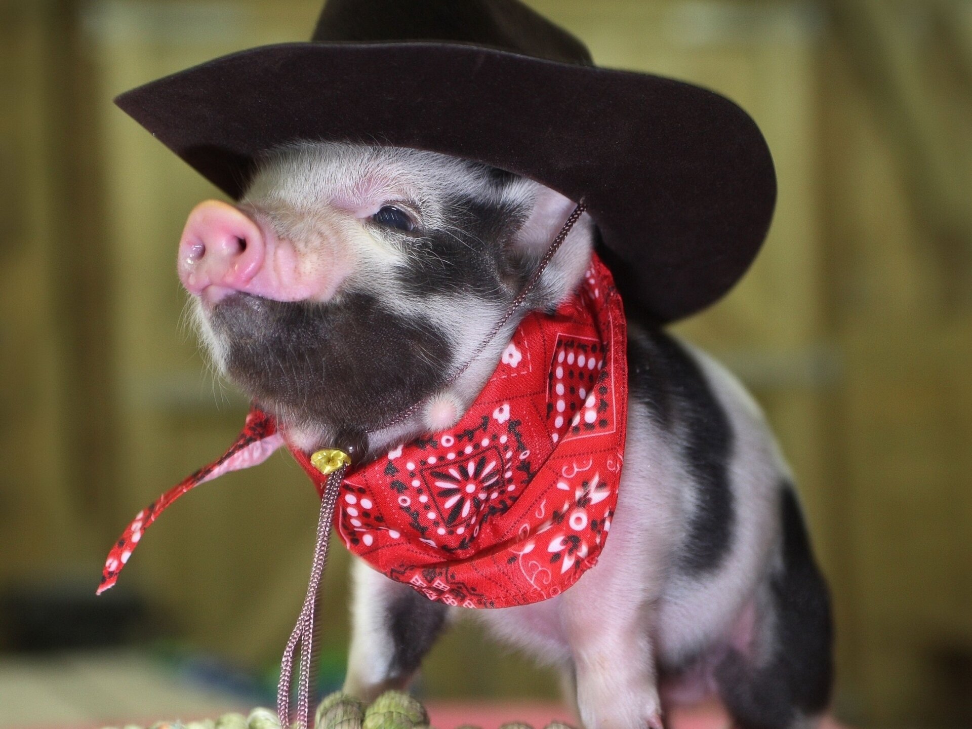 pig hat cowboy