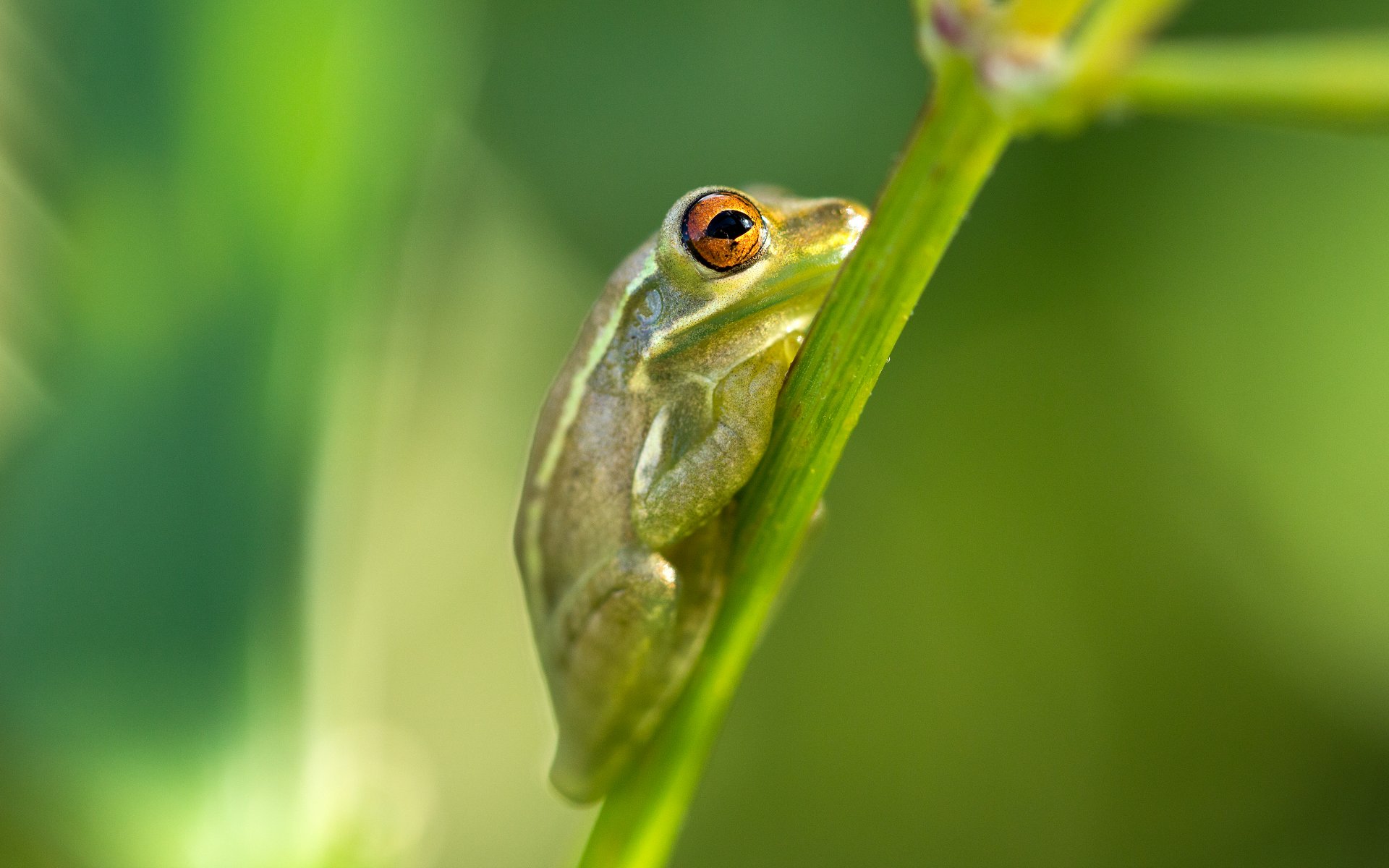 grenouille gros plan