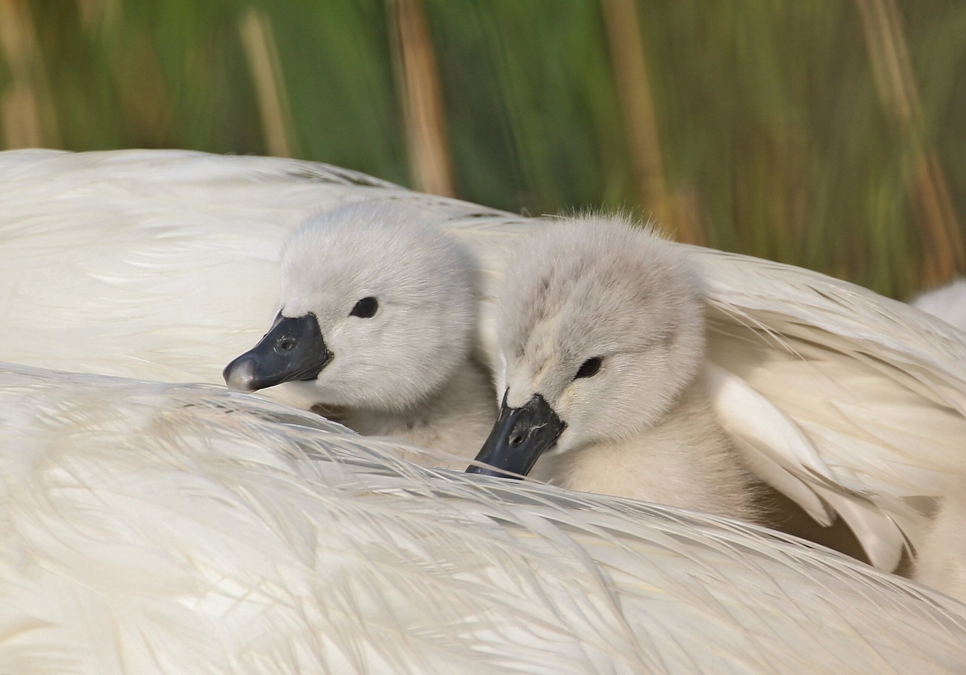 cygnes poussins plumes aile abri