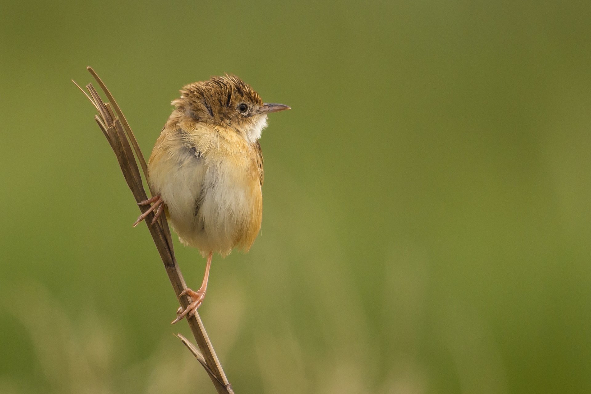 branche oiseau fond