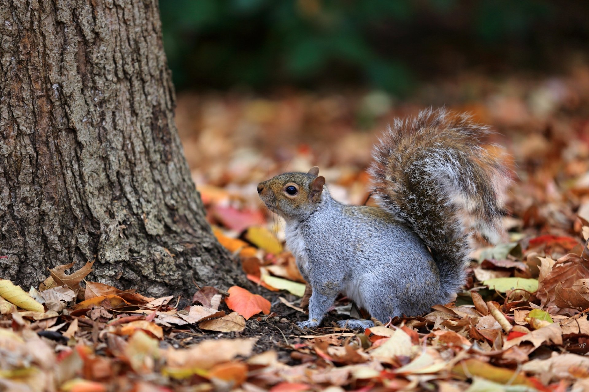 blätter gefallene herbst baum stamm eichhörnchen grau