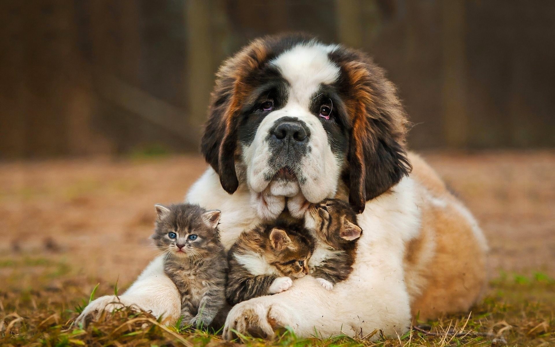 hund bernard kätzchen babysitter