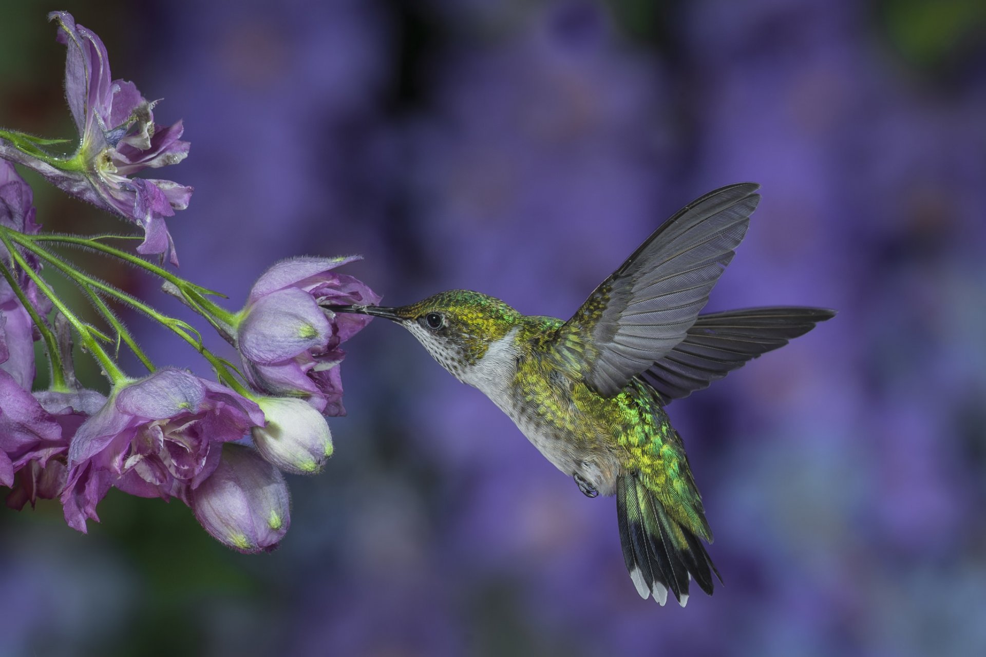 colibrí pájaro vuelo alas aleteo flores lila fondo