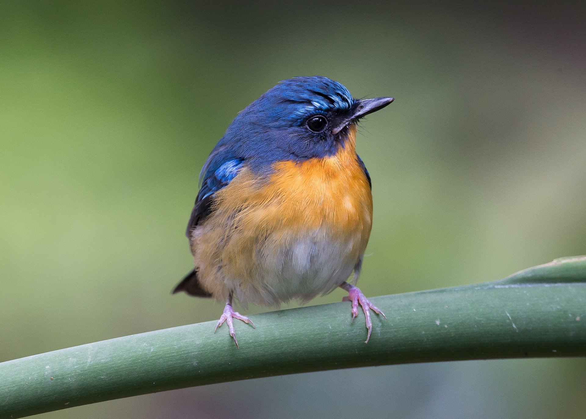 zweig vogel hintergrund