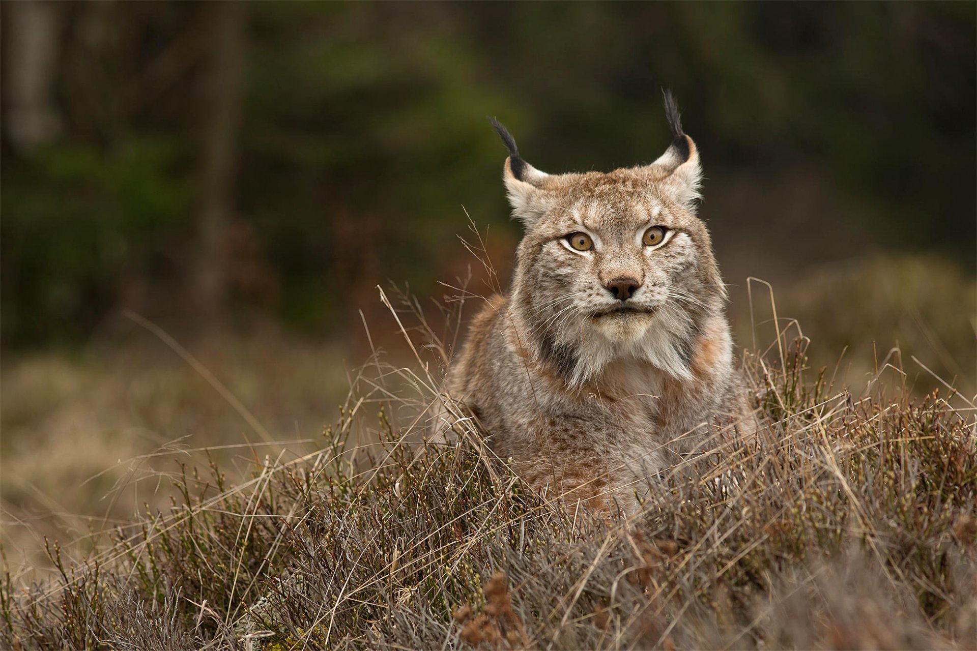 lince gato salvaje depredador animal hocico vista hierba arbustos naturaleza