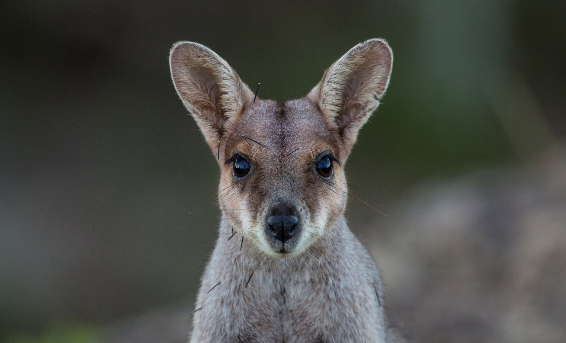 canguro cara mirada