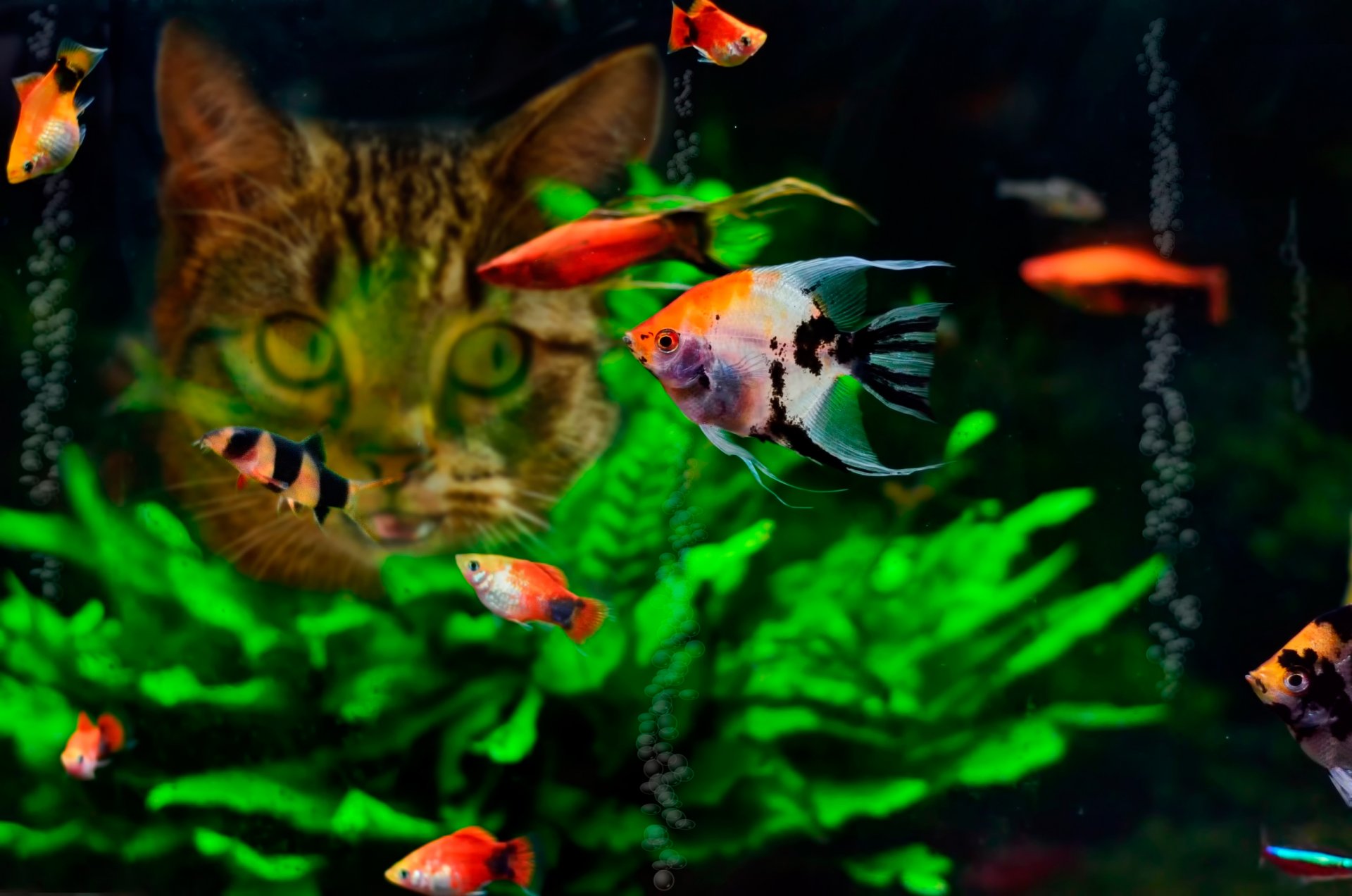 acuario peces gato comida