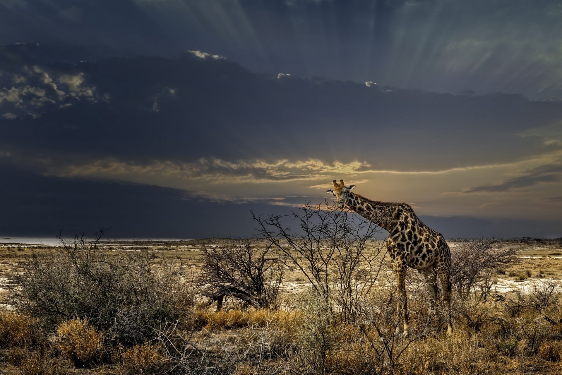 giraffa erba cespugli fauna selvatica