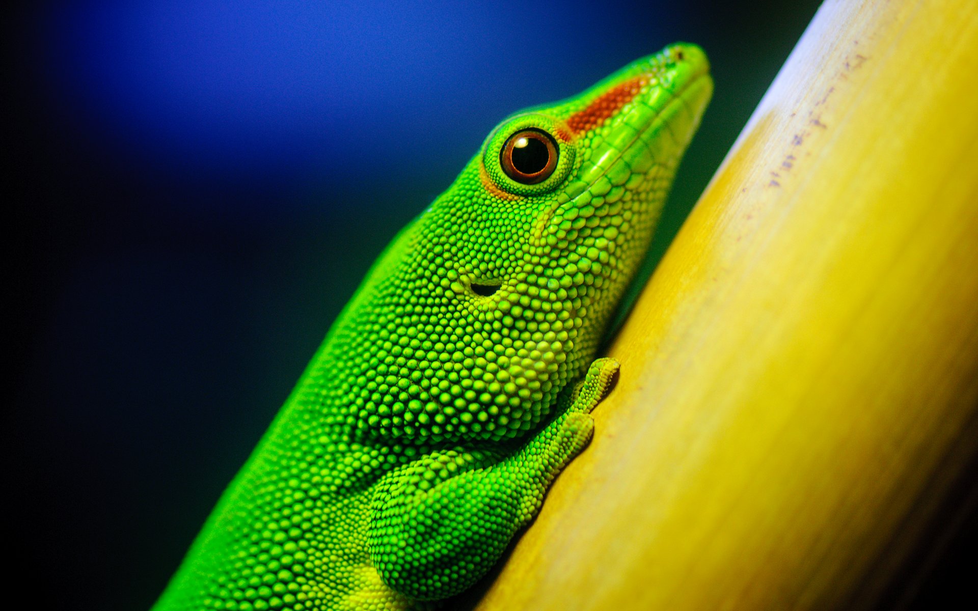 eidechse makro von der california academy of sciences