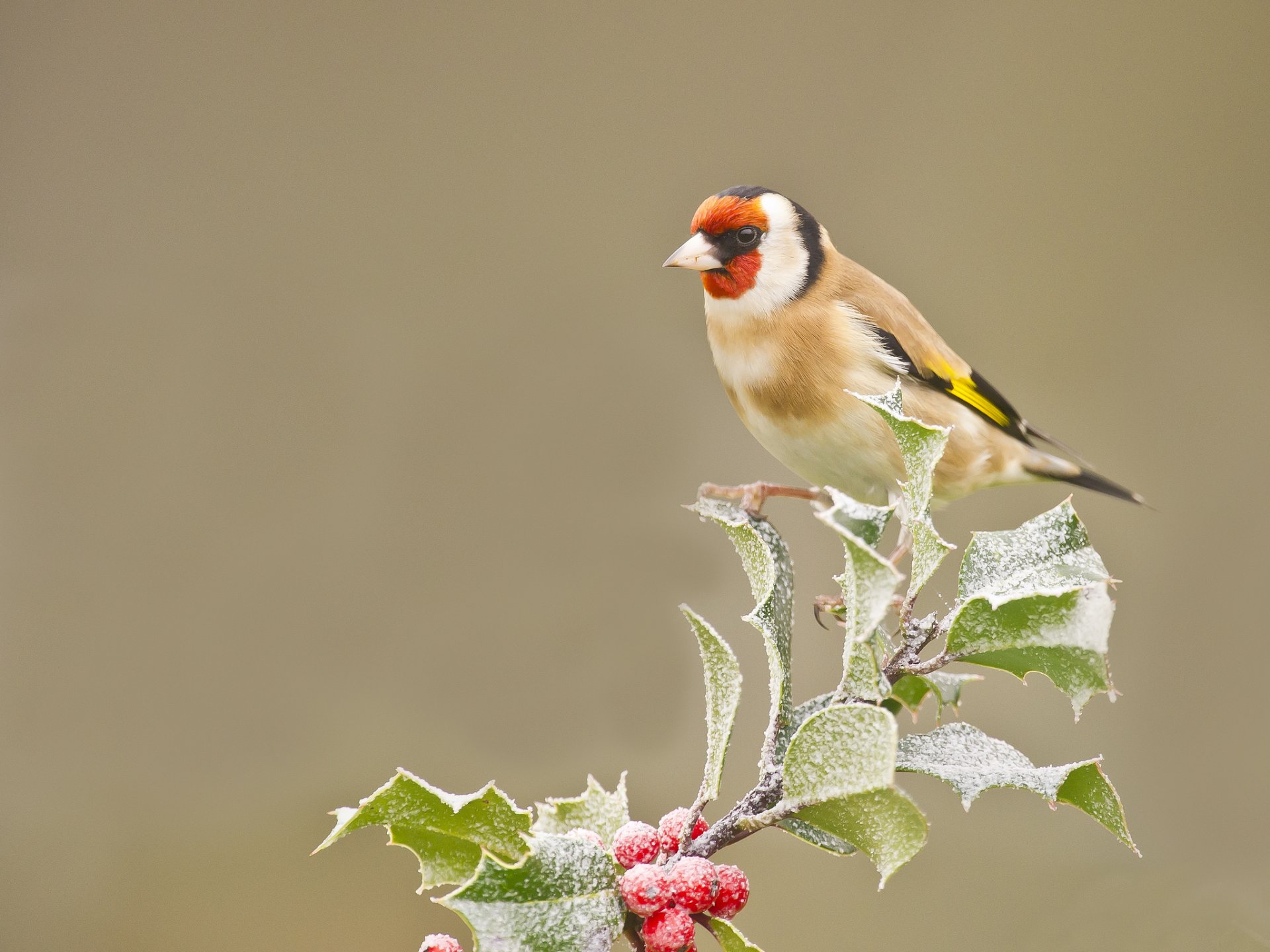 branche feuilles baies givre oiseau chardonneret