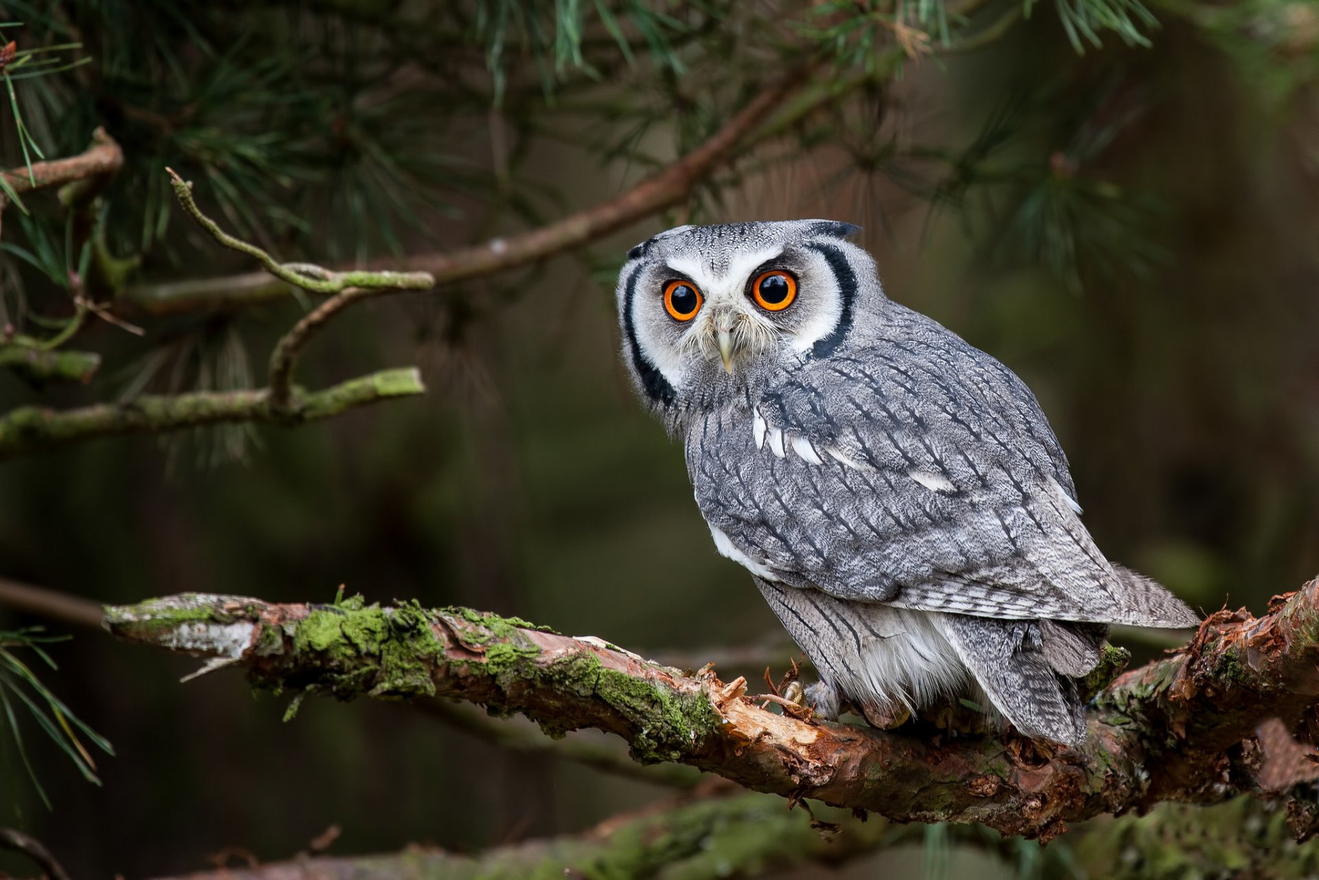 white-faced shovel owl sovushka poultry view branch tree forest