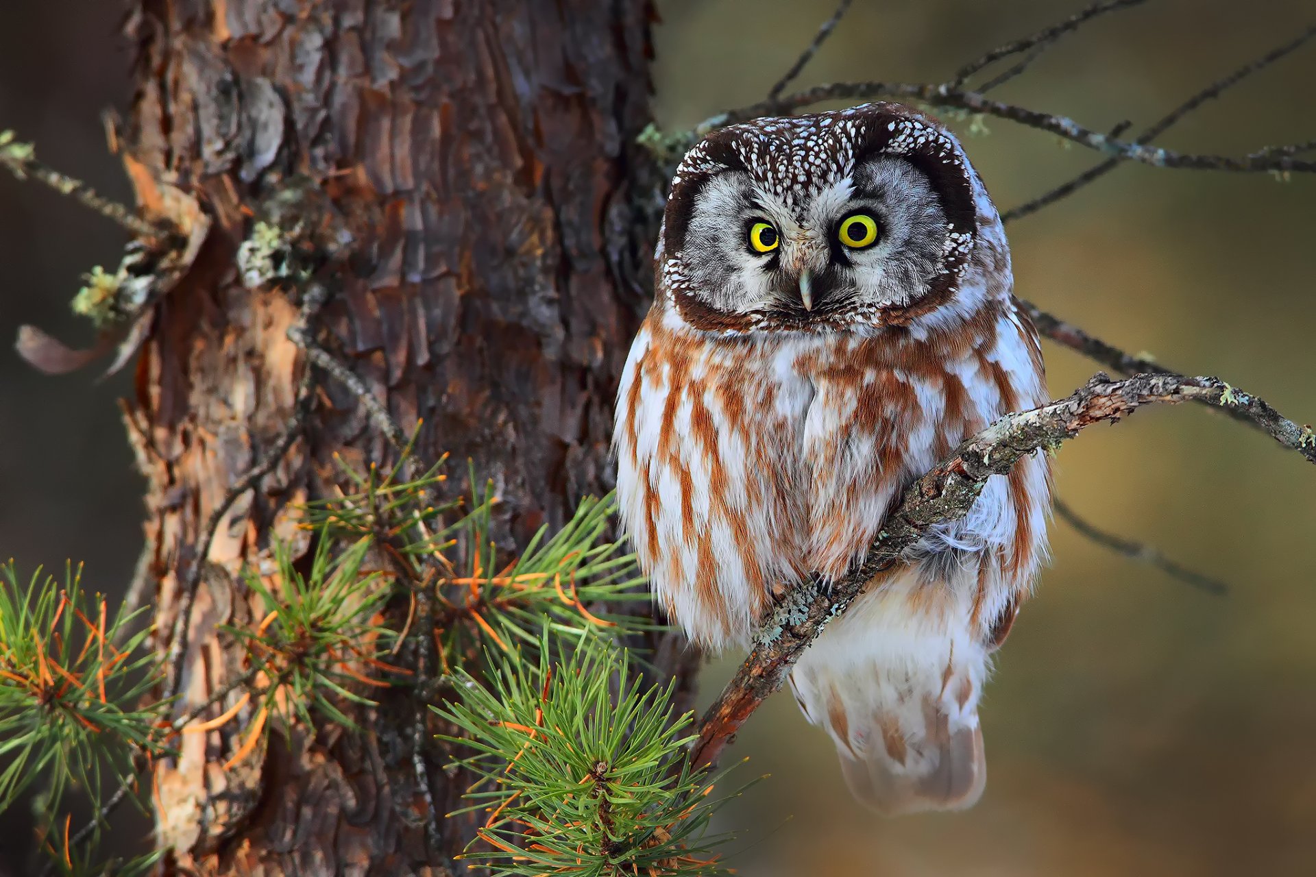 zottelige eule kleine eule wald baum zweige nadeln