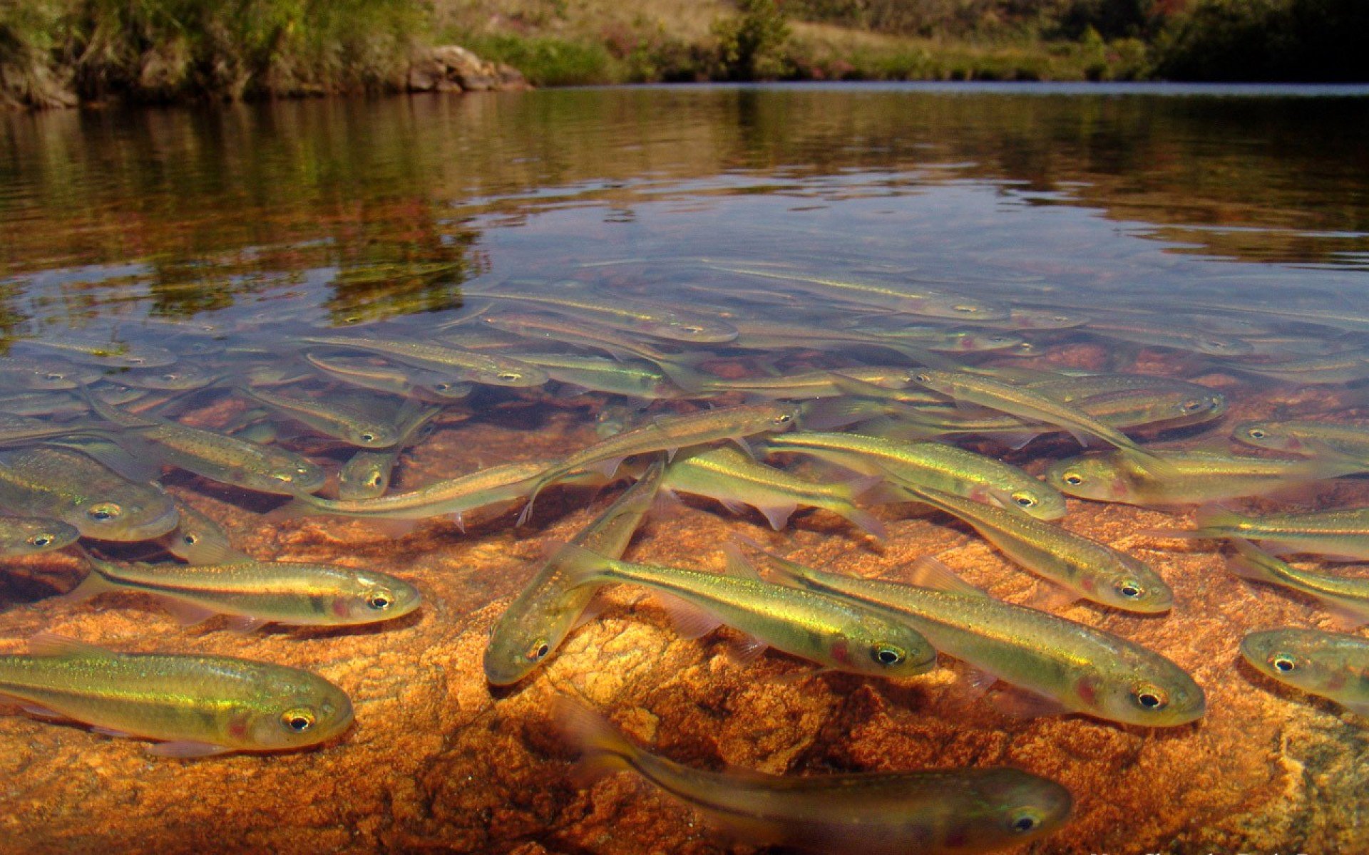 national geographic lago fiume pesce acqua trasparenza