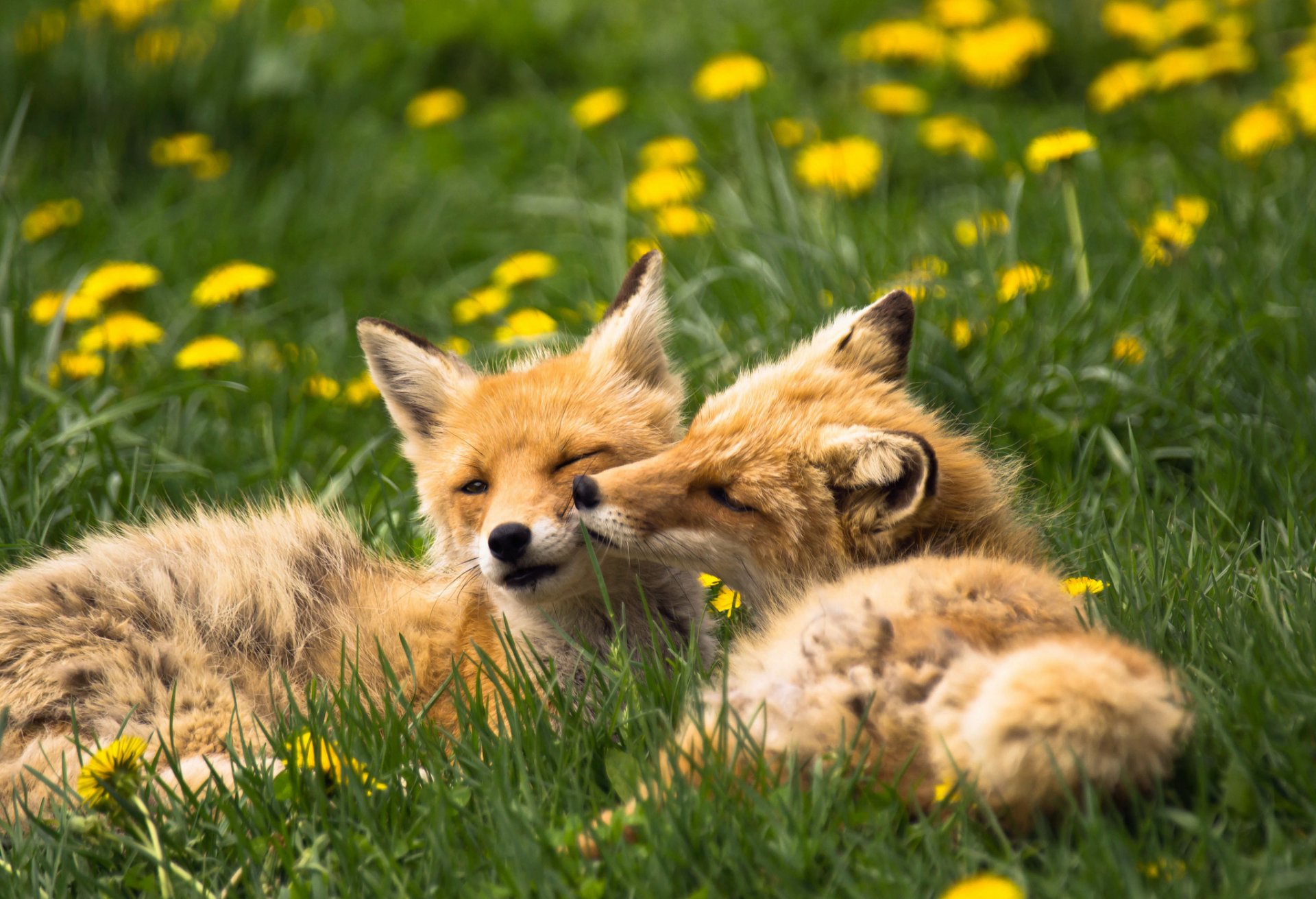 volpi animali erba denti di leone estate natura