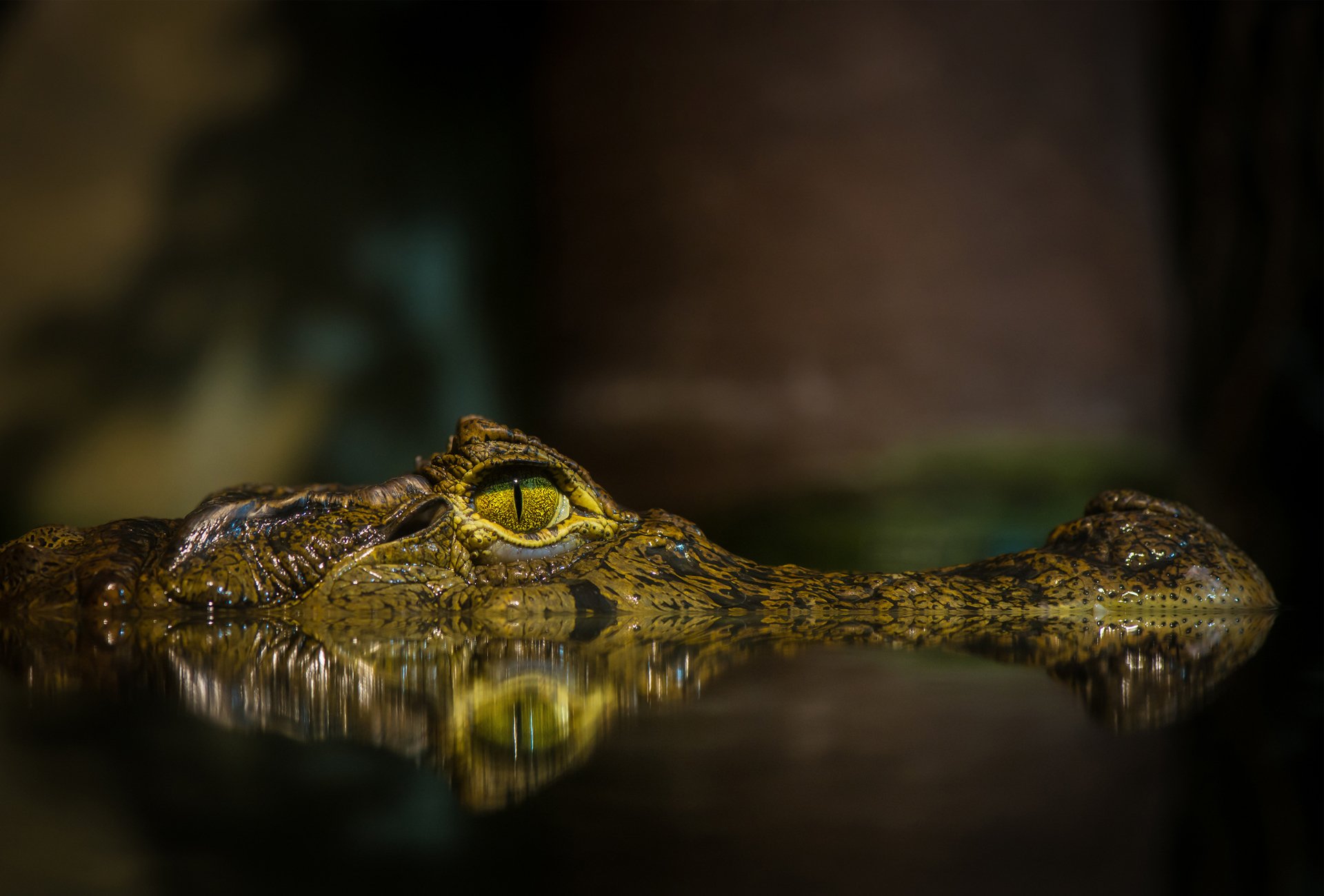 crocodile pond water eye face