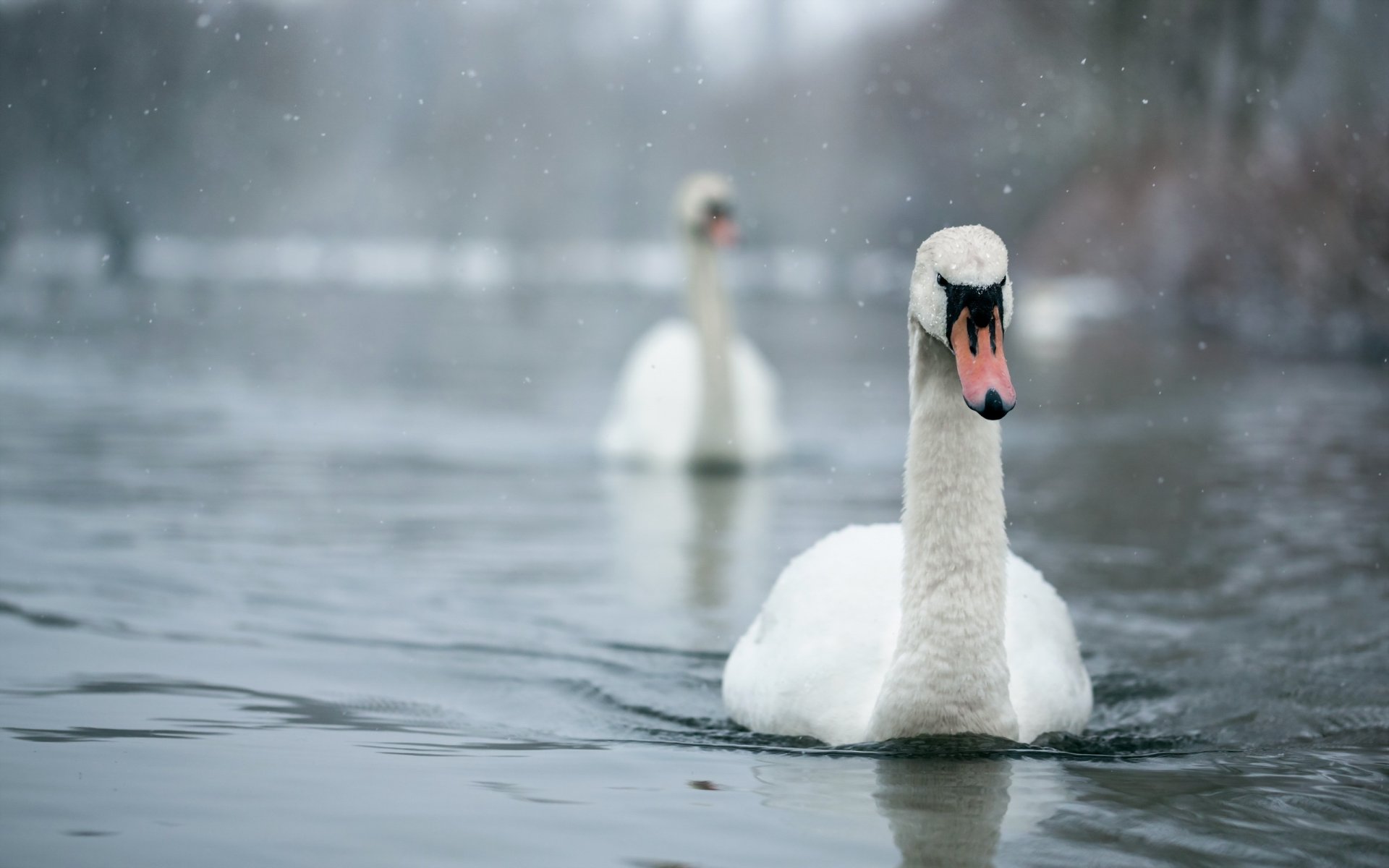 aves cisnes naturaleza