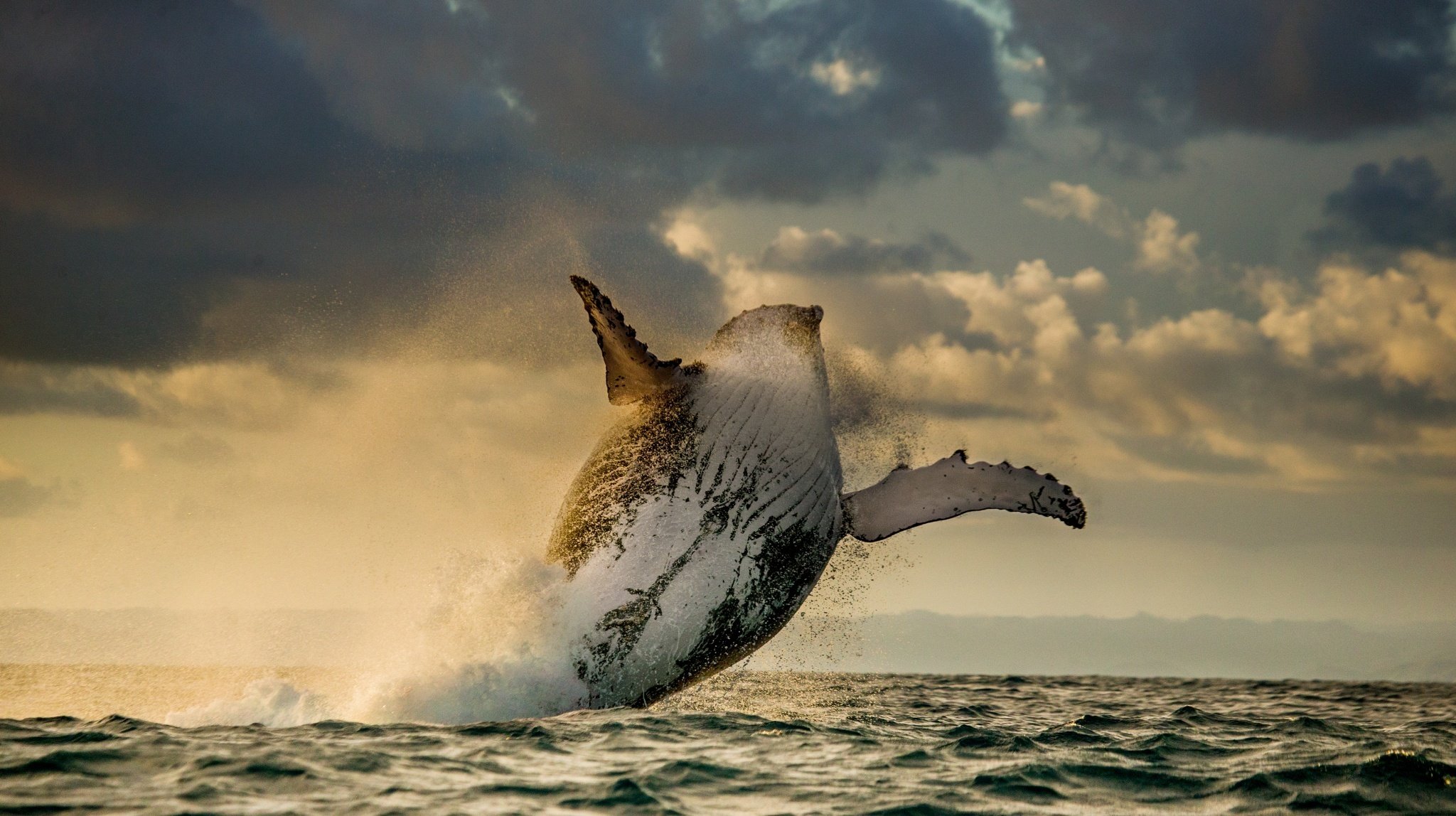 océan baleine mammifères saut