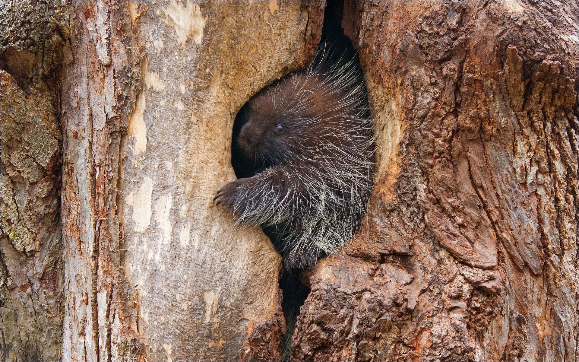 natura animali meraviglia istrice