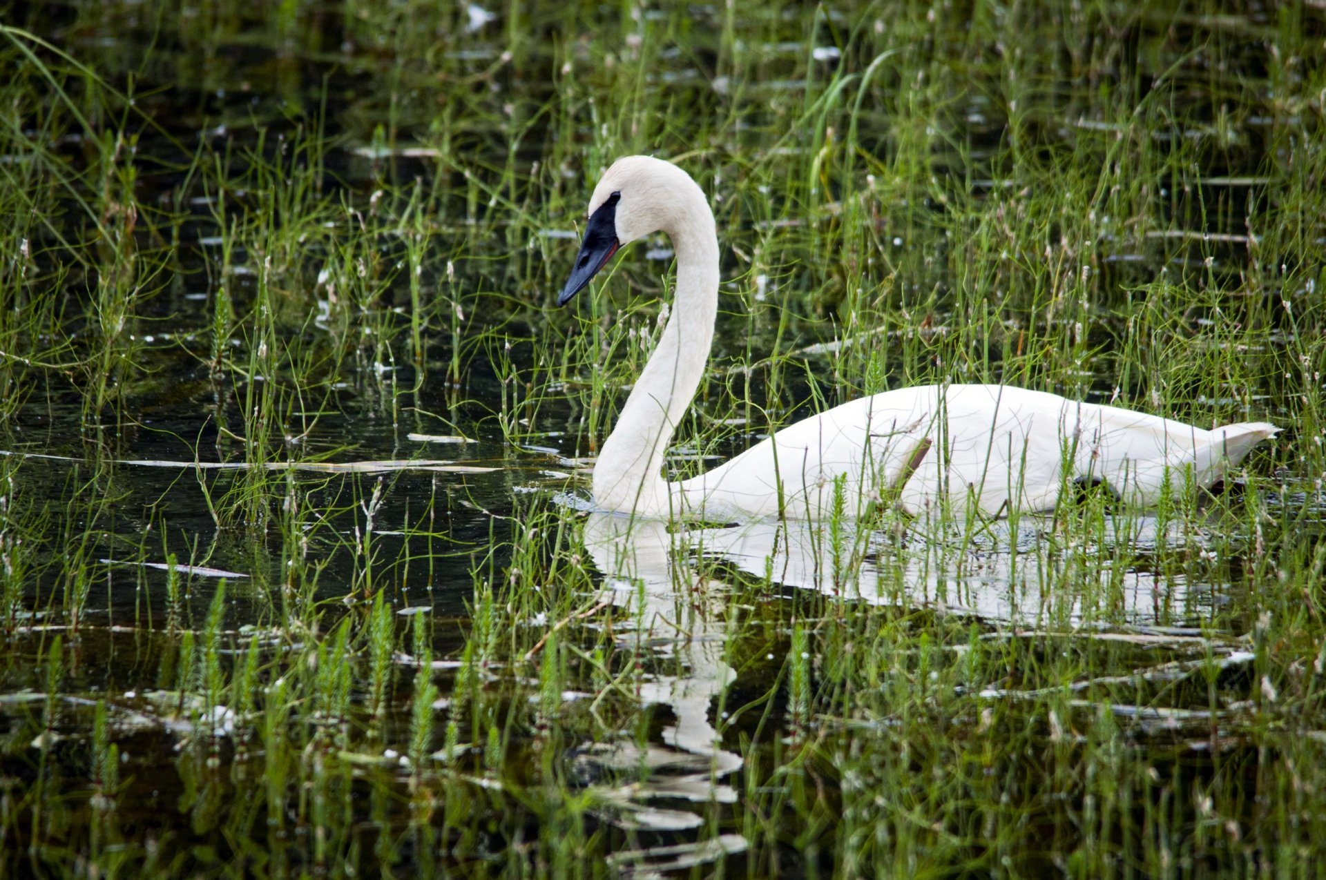 teich weiß schwan schnabel