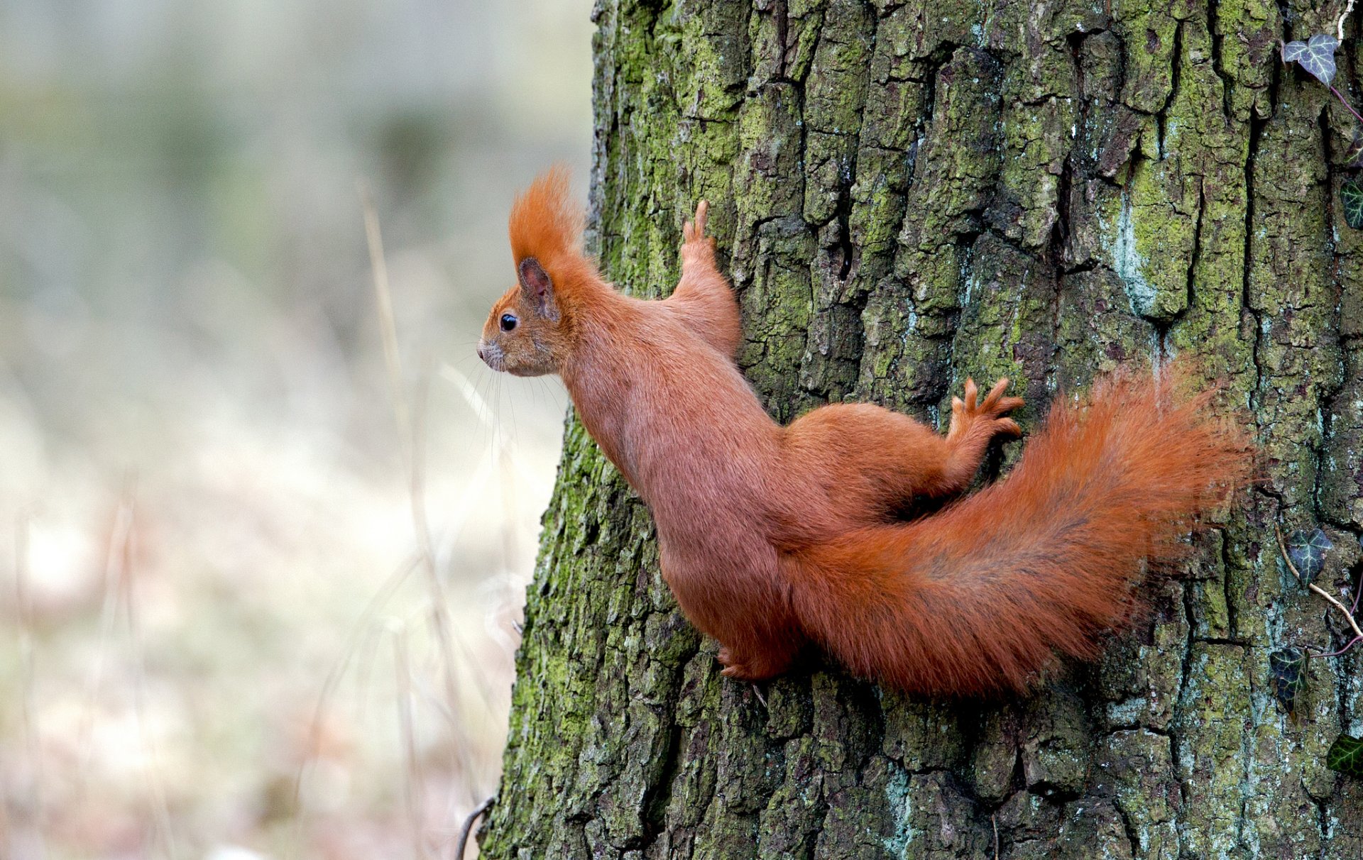 scoiattolo rosso albero