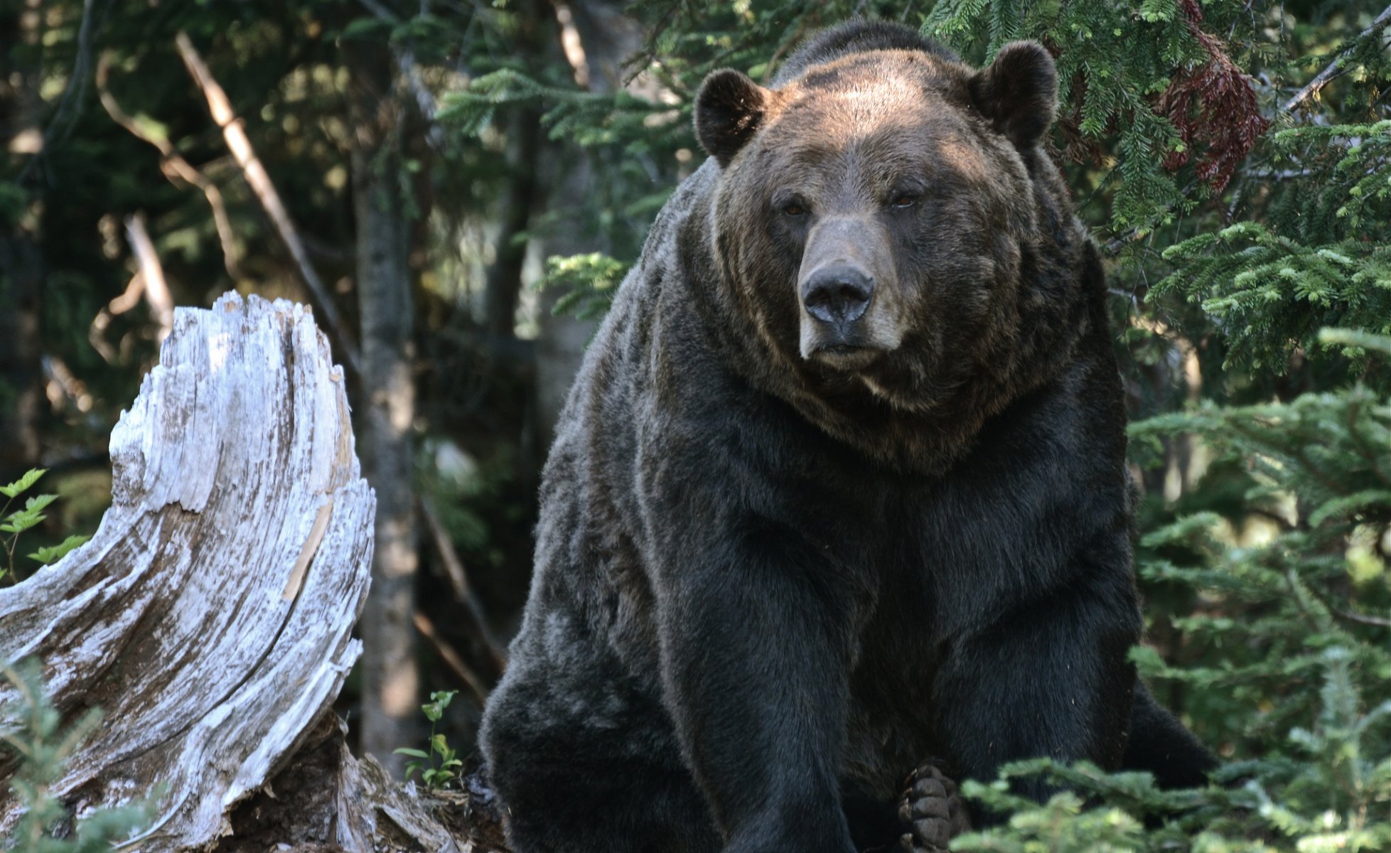 bear grizzly log forest nature