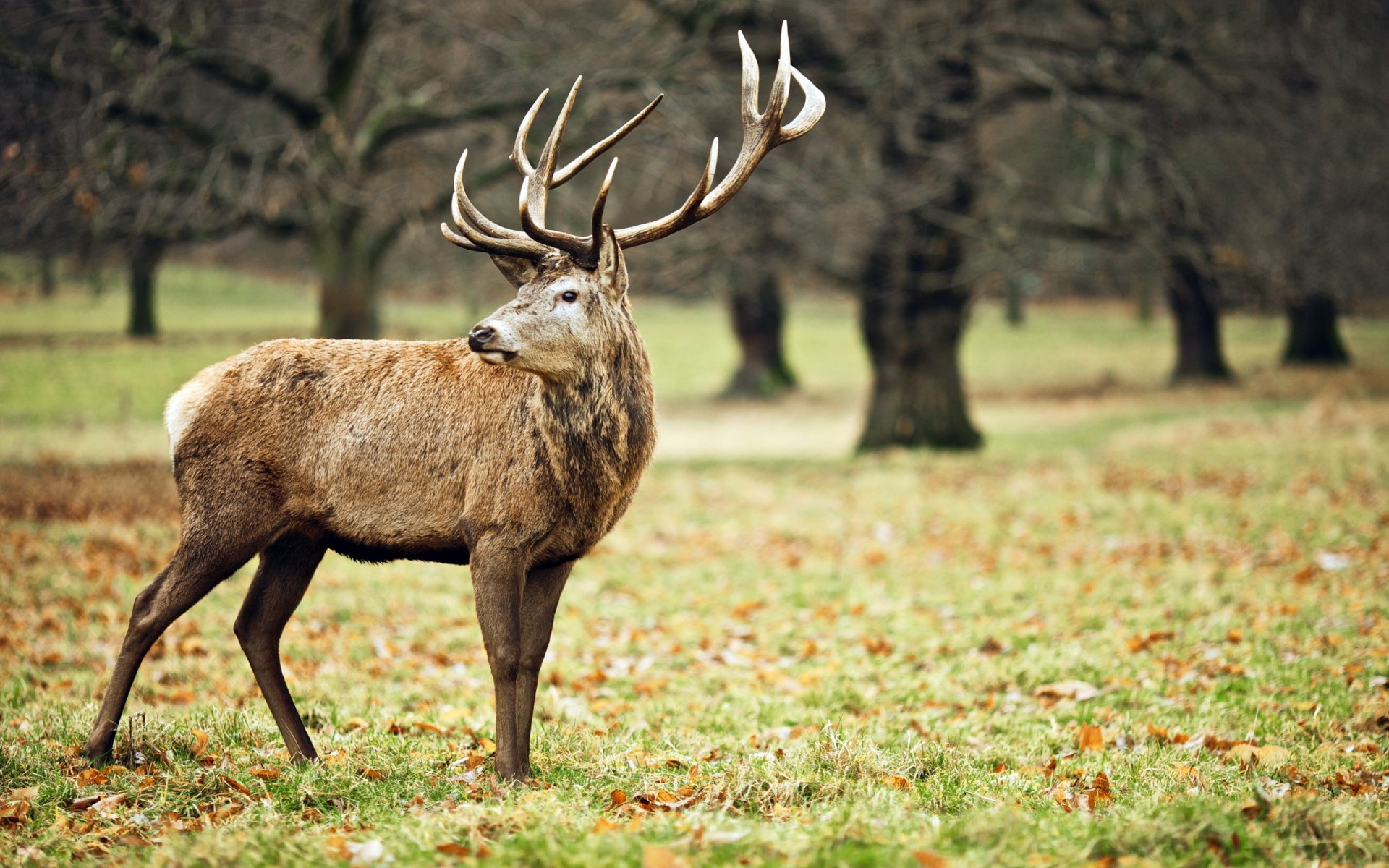 cerf nature fond