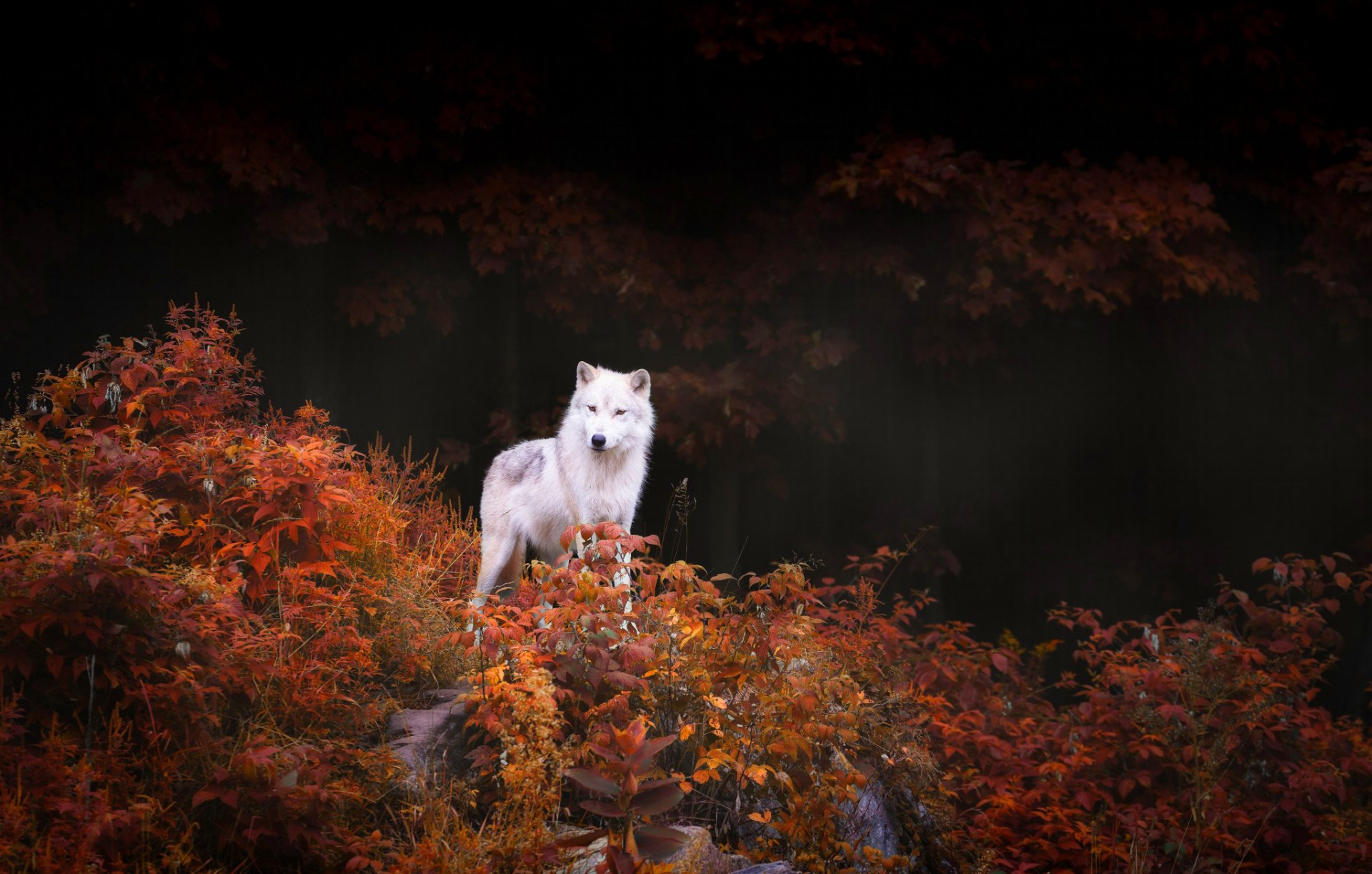 wolf raubtier bäume büsche laub herbst wald natur