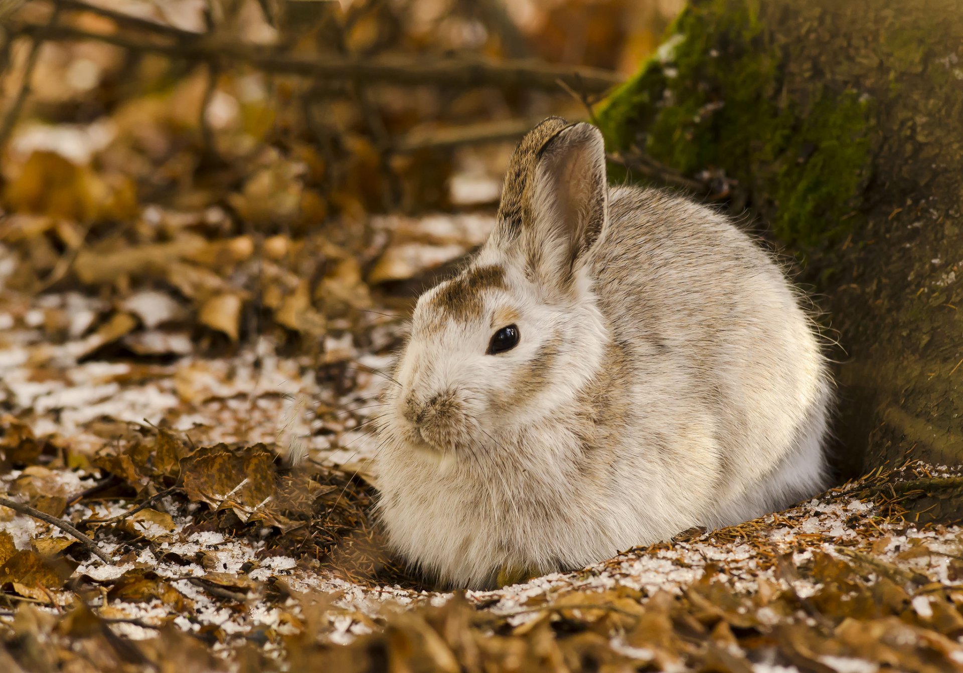 hare leaves forest