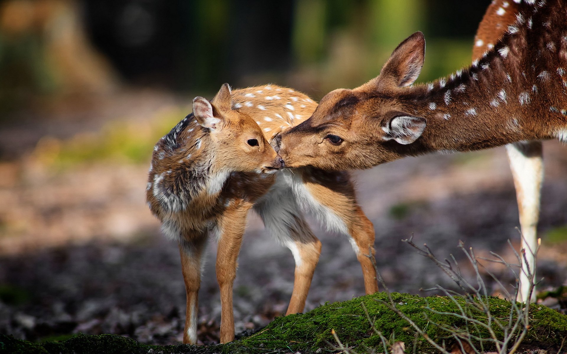 reindeer nature background